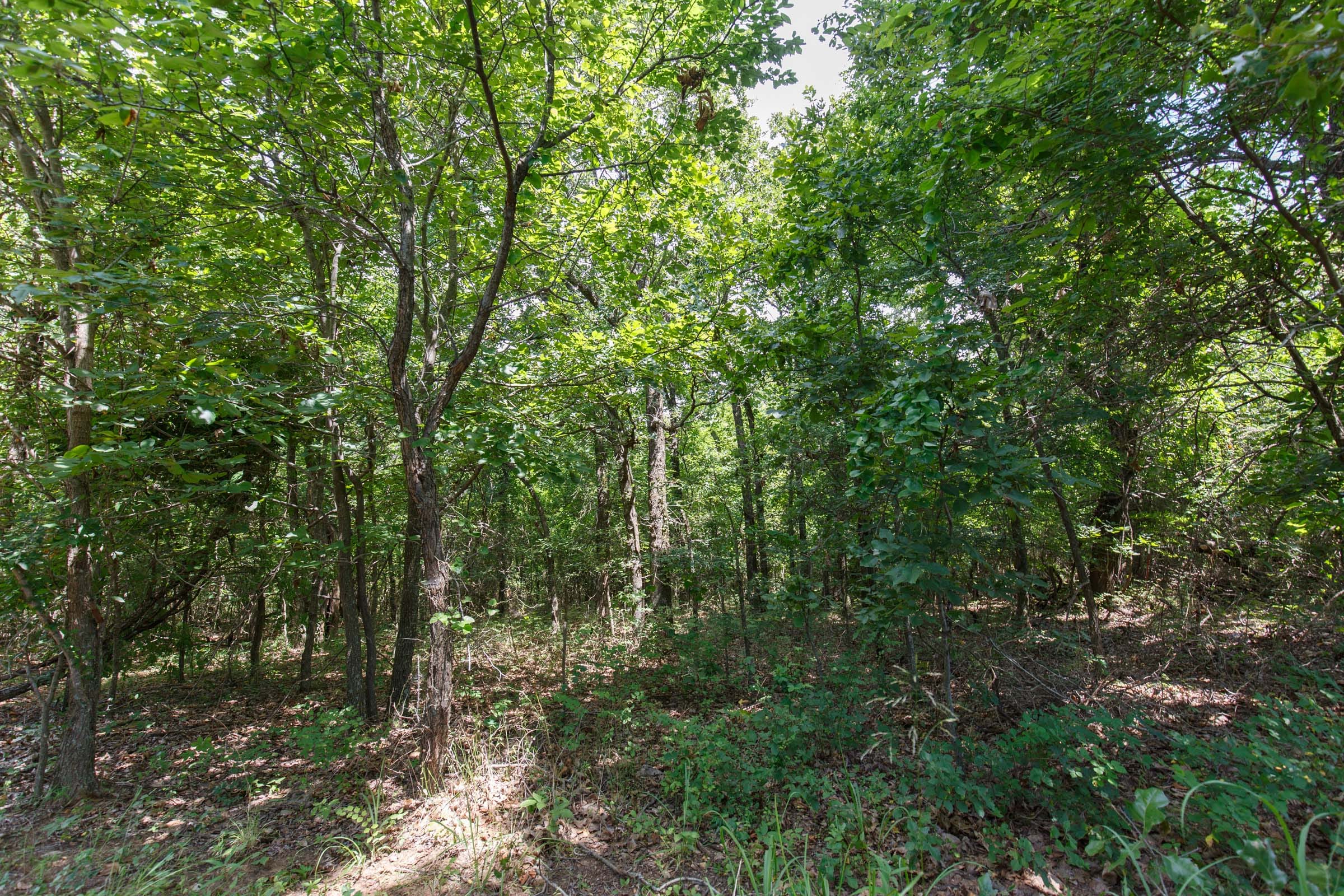 Timber Ridge Tract 28 photo 3