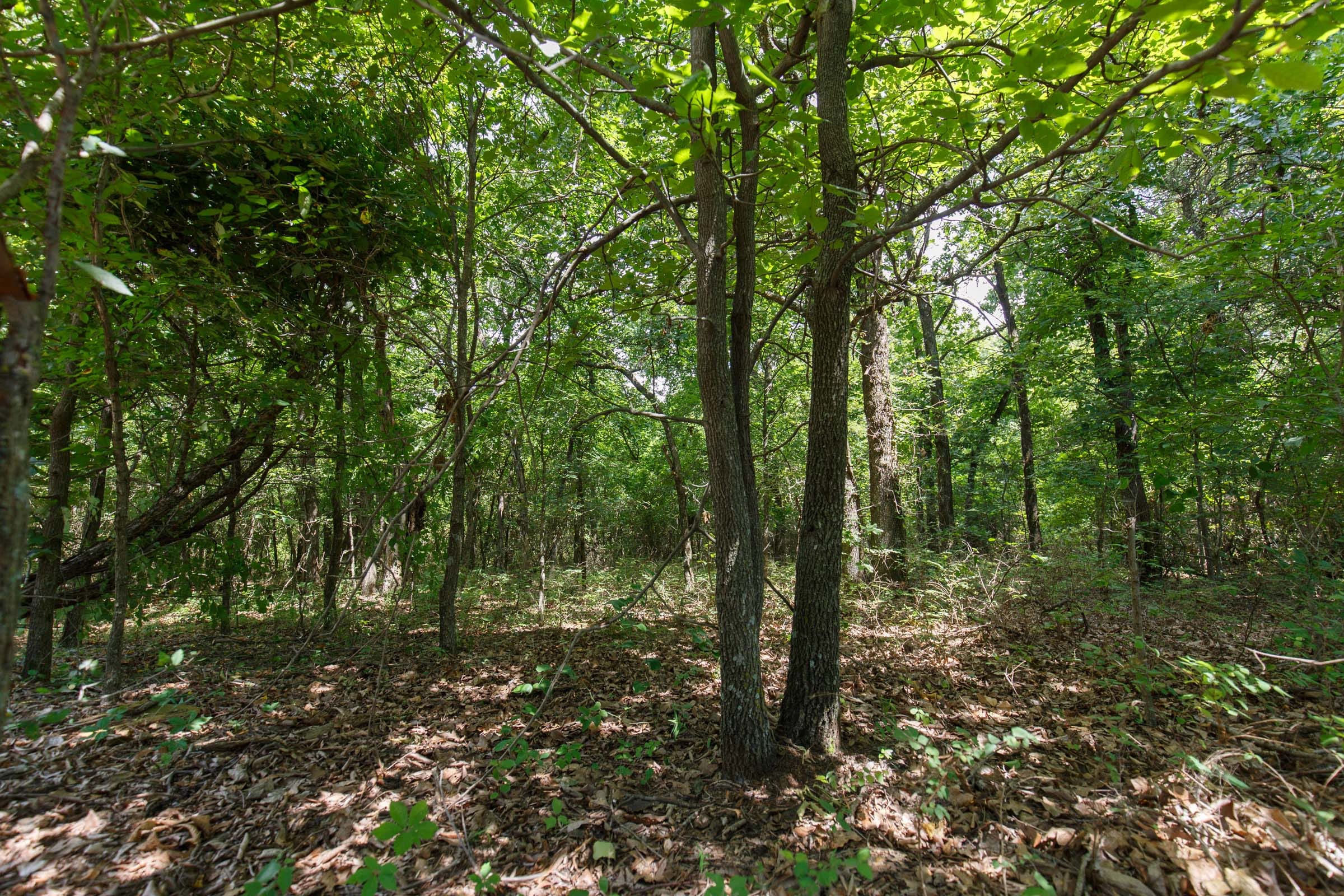 Timber Ridge Tract 28 photo 4