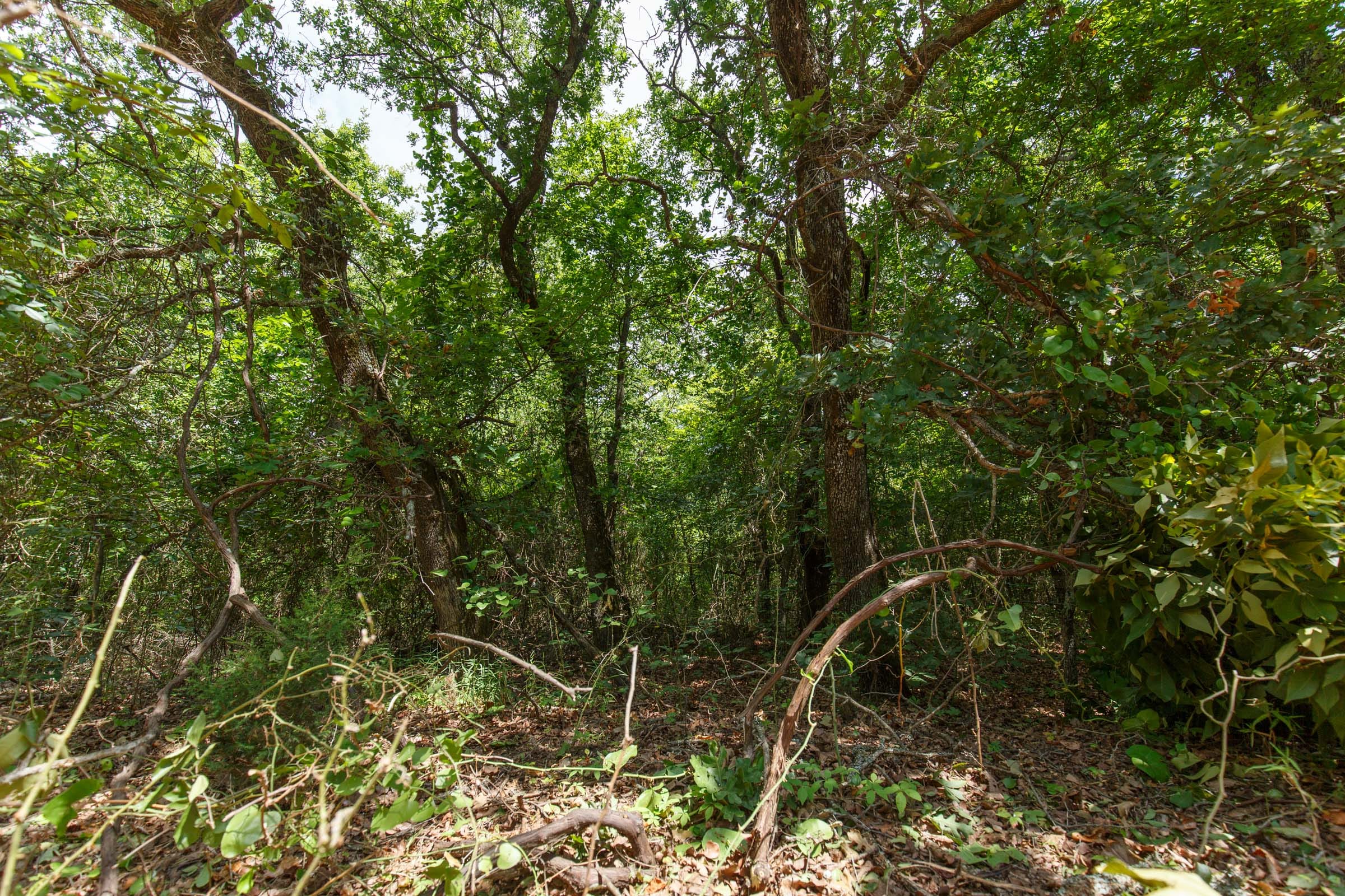Timber Ridge Tract 28 photo 2