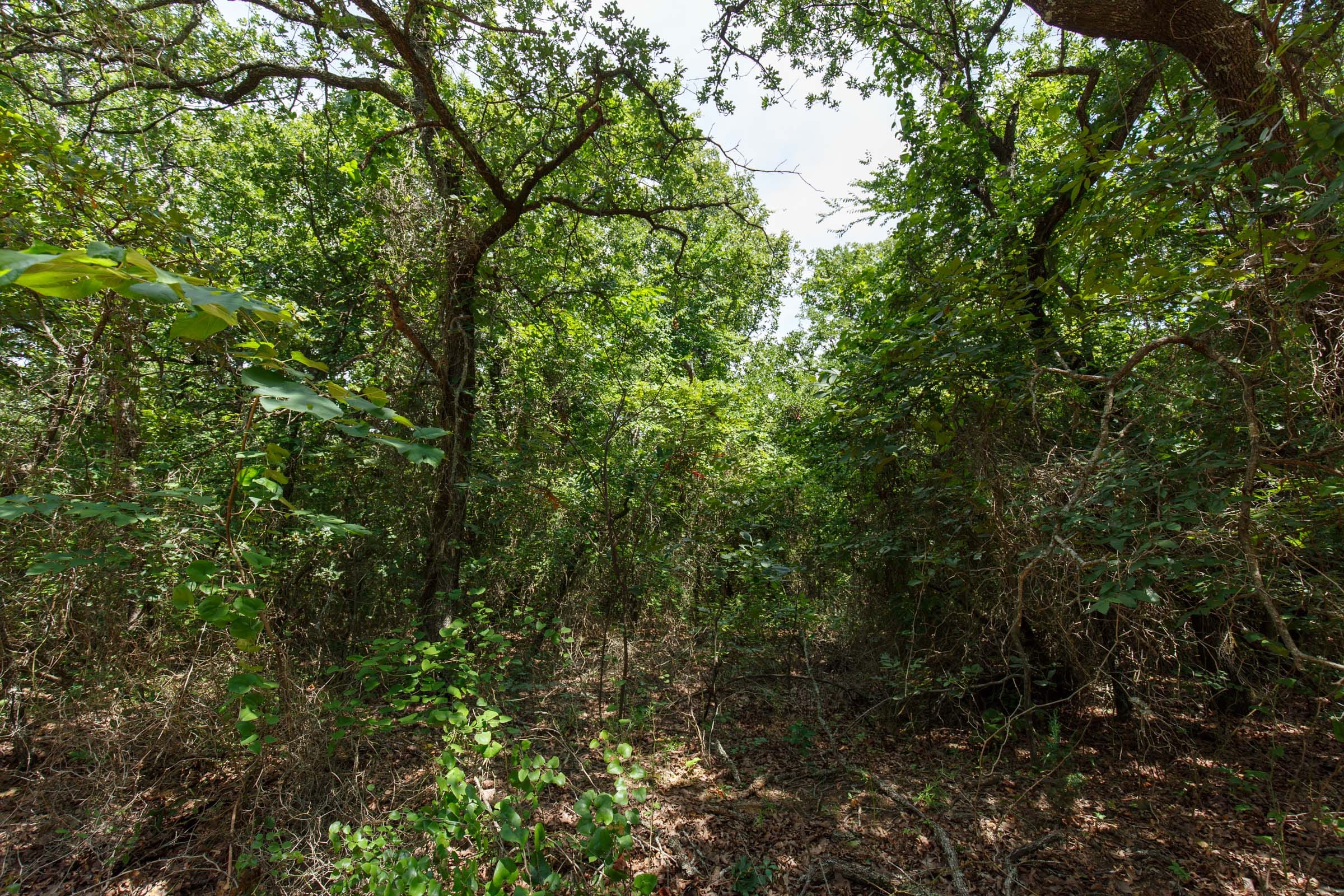 Timber Ridge Tract 28 photo 5
