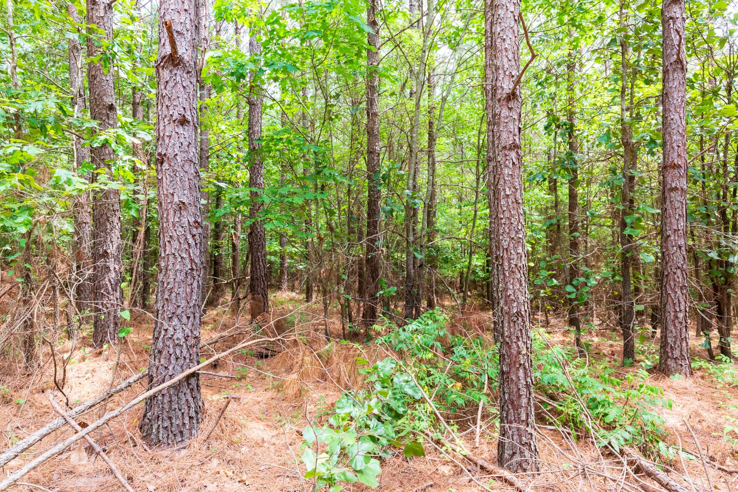 Whiskey Ridge Tract 84 photo 3