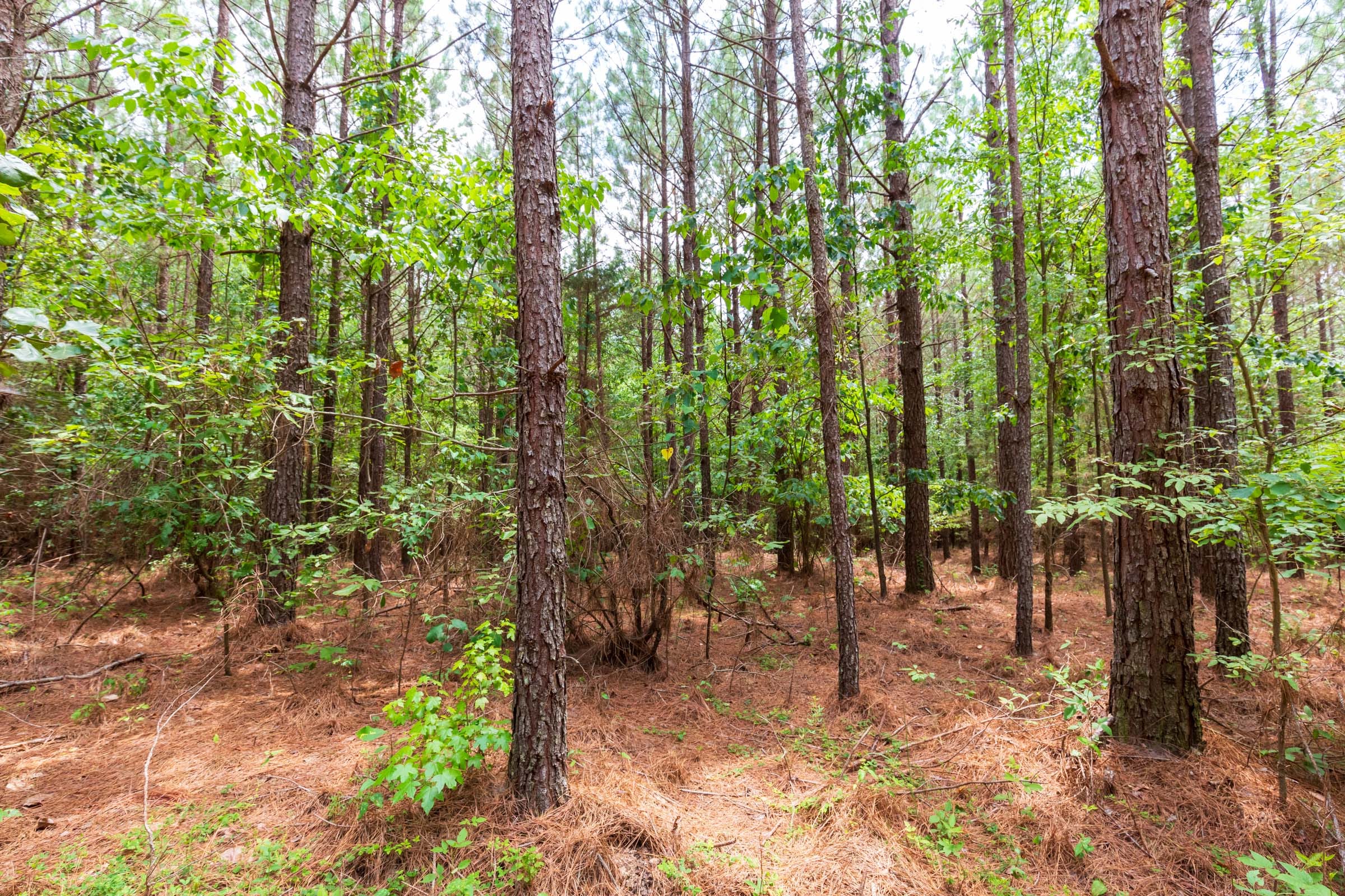 Whiskey Ridge Tract 84 photo 4