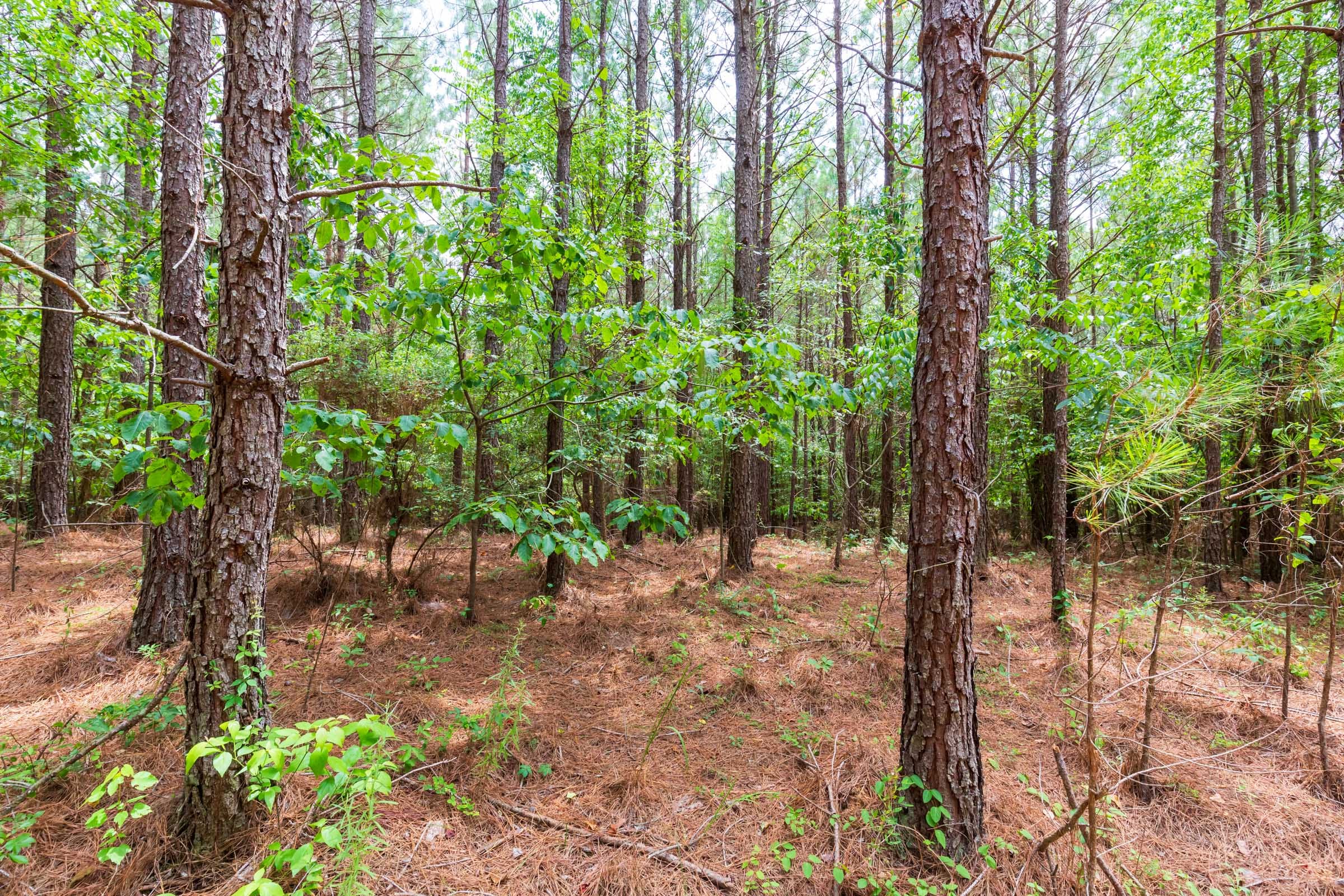 Whiskey Ridge Tract 84 photo 5
