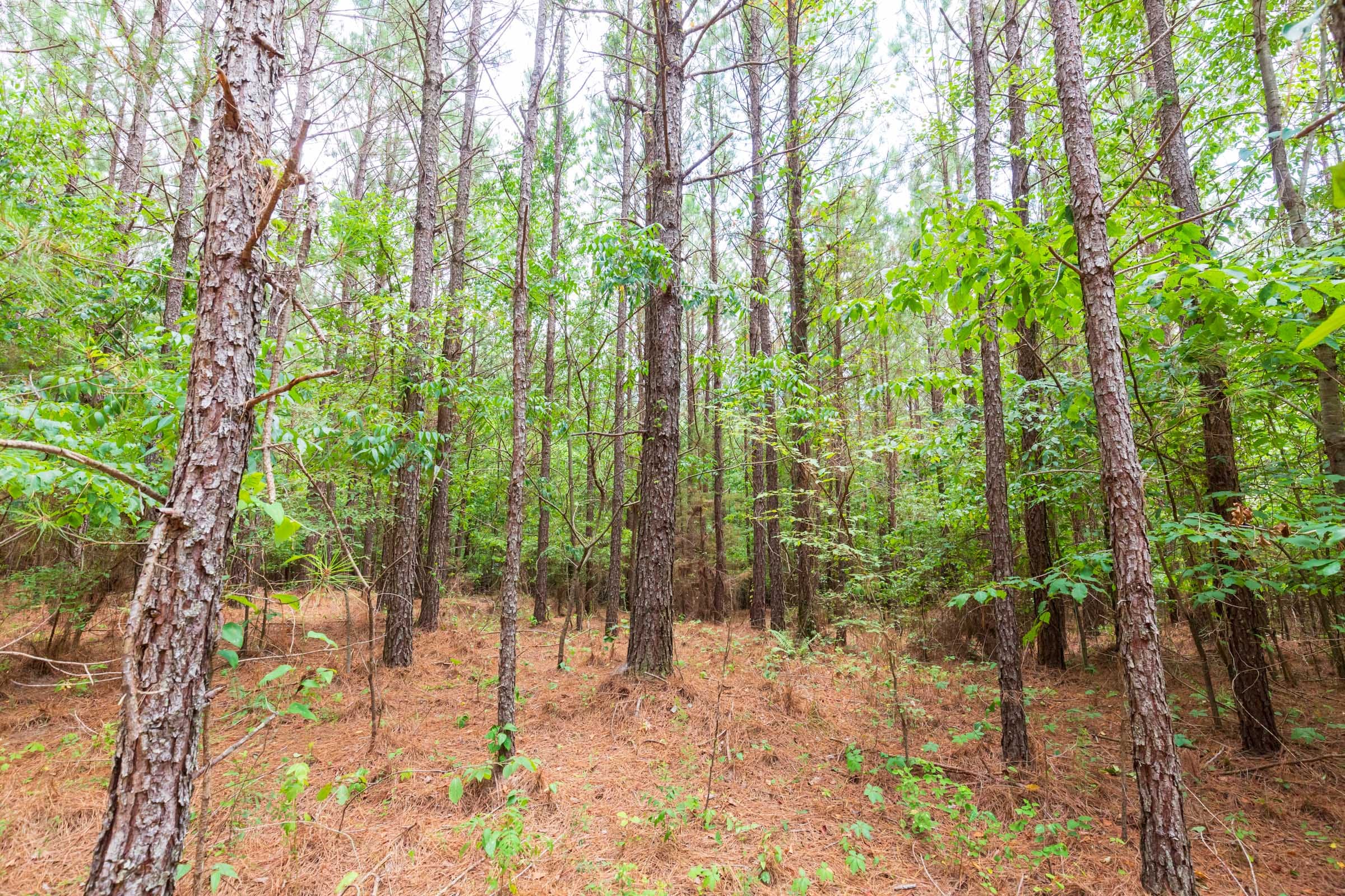 Whiskey Ridge Tract 84 photo 6