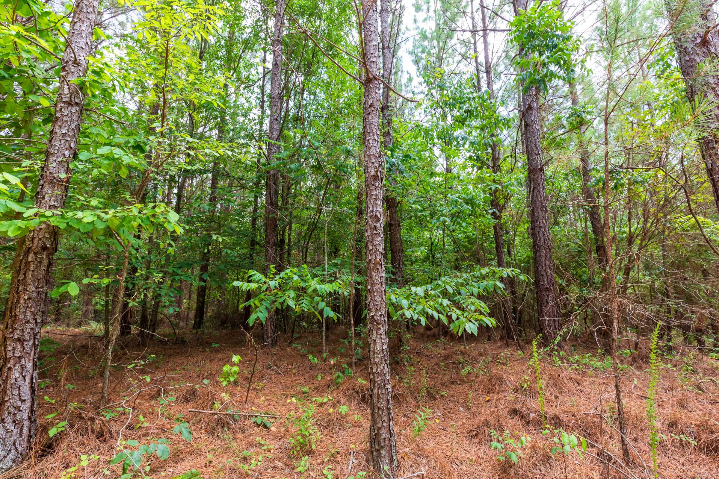 Whiskey Ridge Tract 84 photo 7