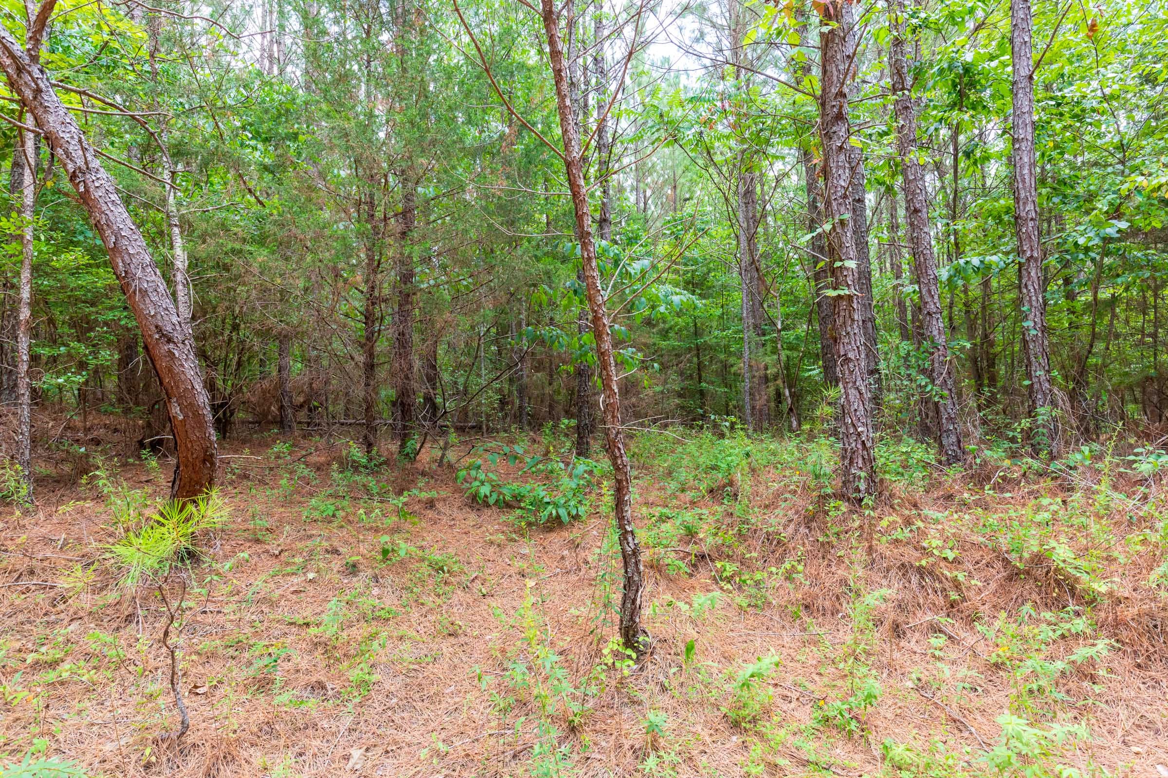 Whiskey Ridge Tract 84 photo 8