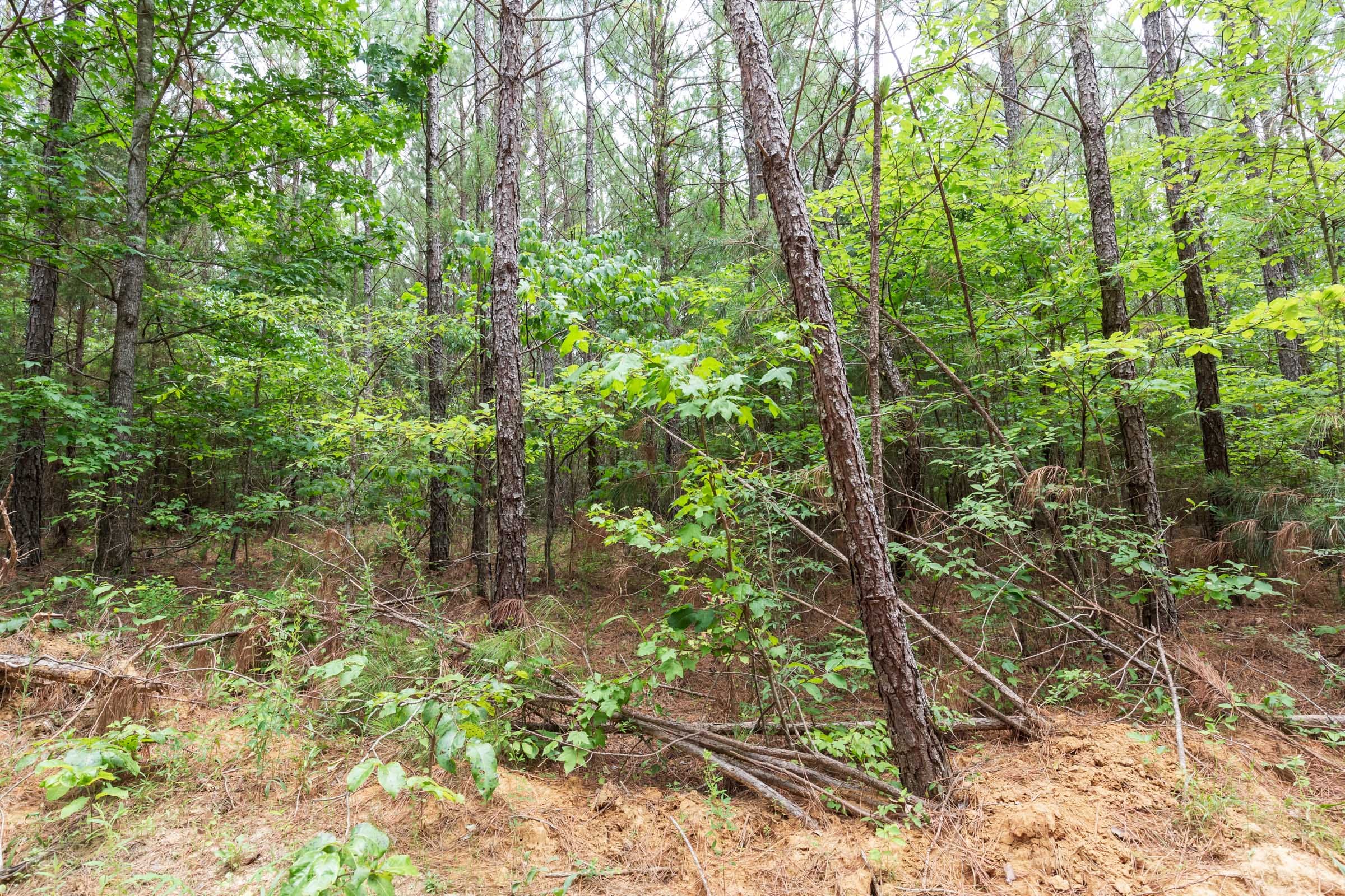 Whiskey Ridge Tract 84 photo 9
