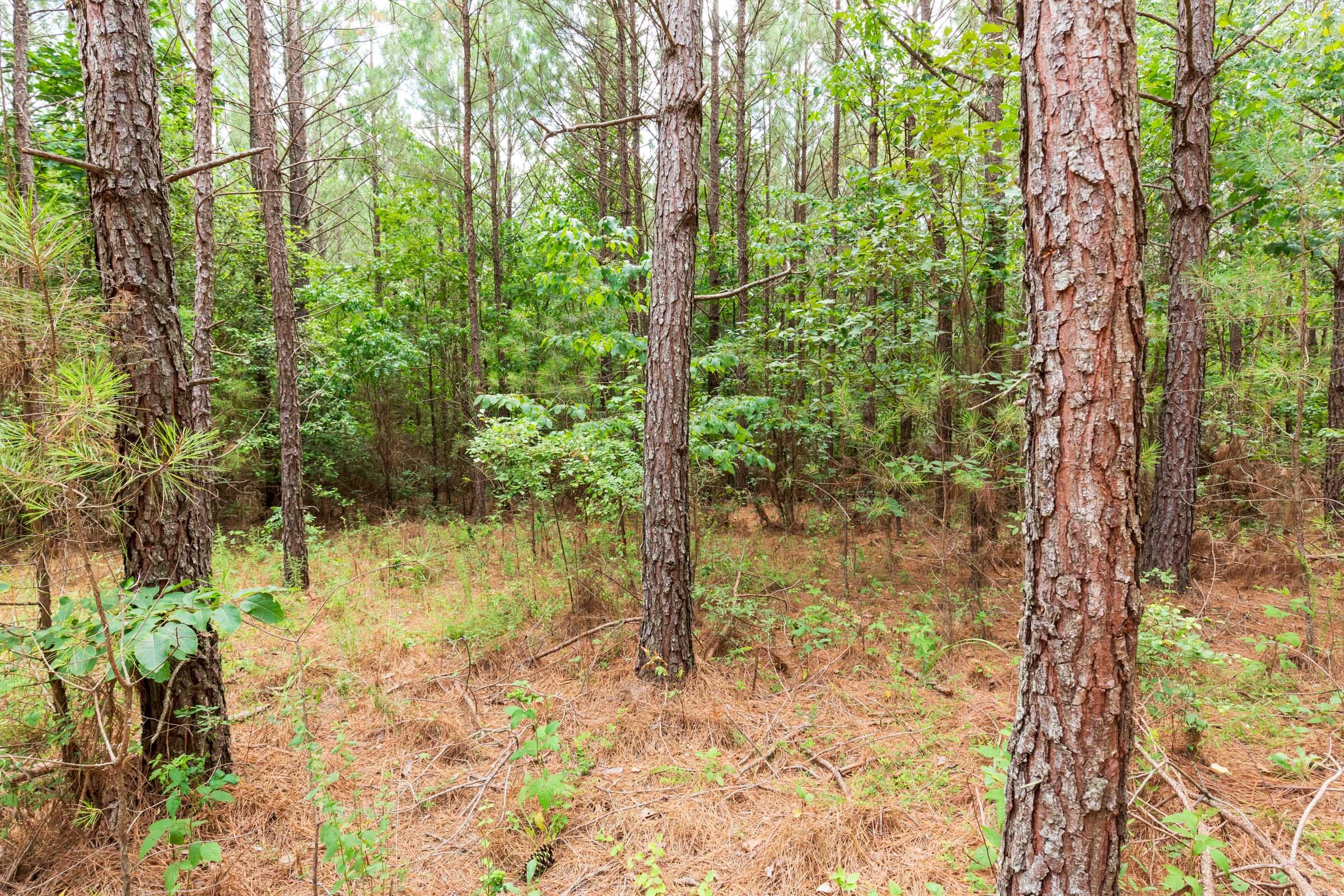Whiskey Ridge Tract 84 photo 12