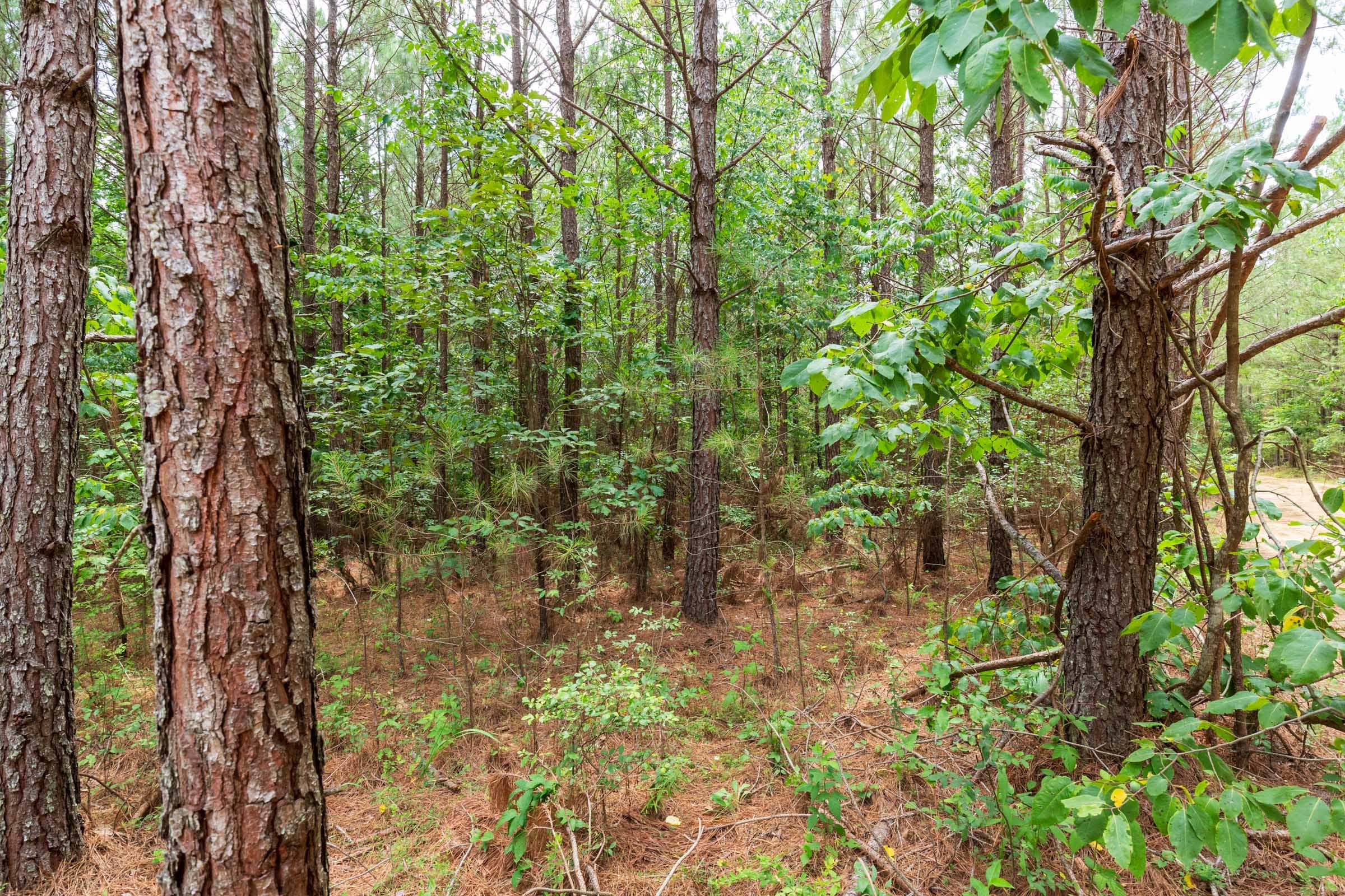 Whiskey Ridge Tract 84 photo 13