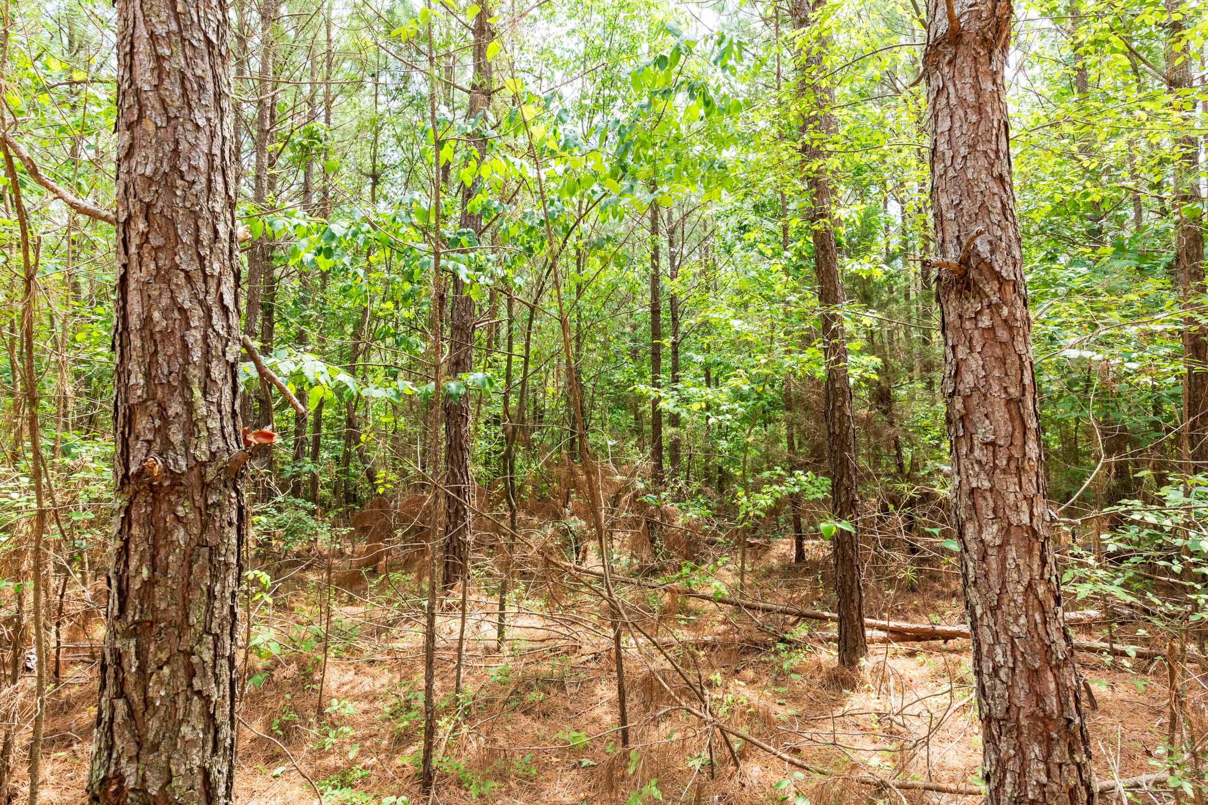 Whiskey Ridge Tract 84 photo 14