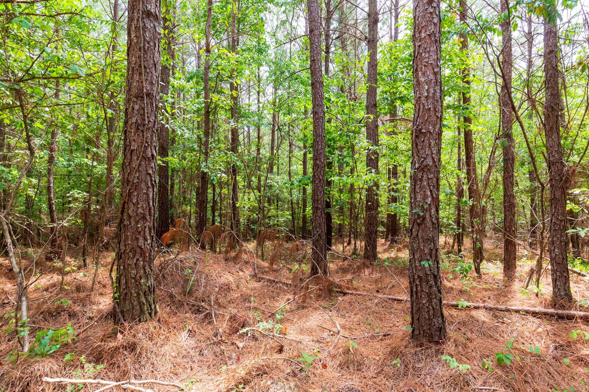 Whiskey Ridge Tract 84 photo 15