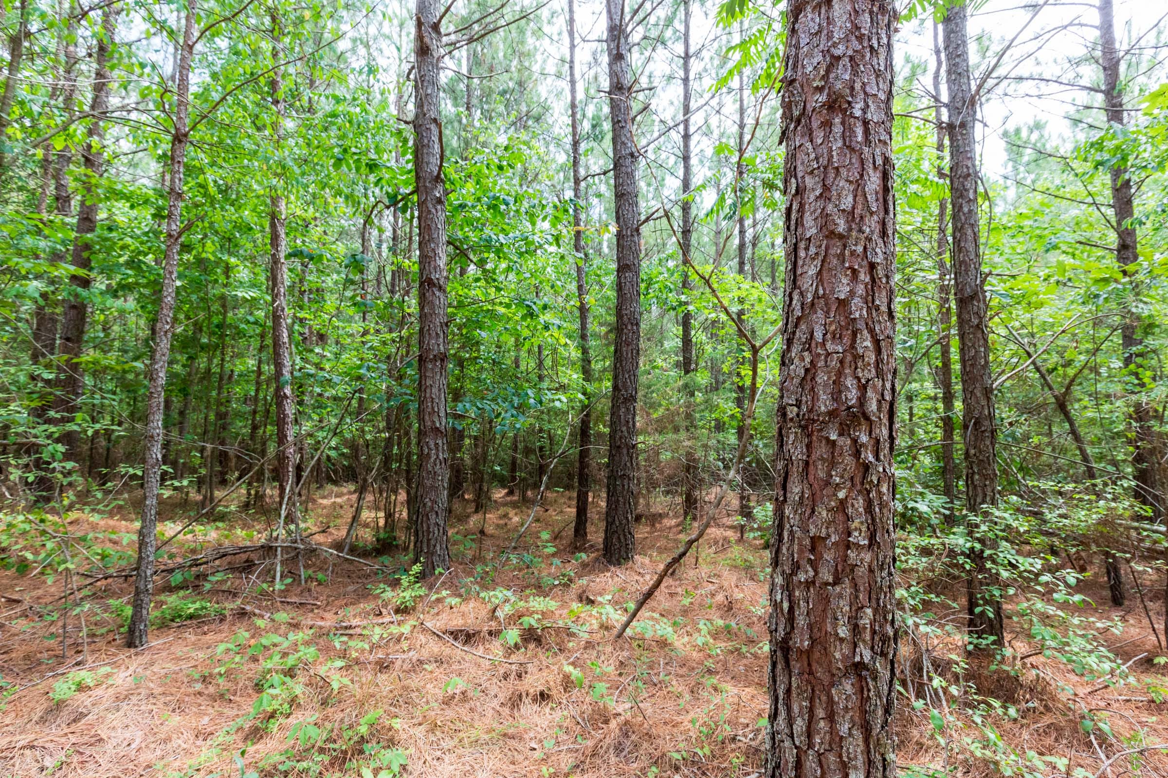 Whiskey Ridge Tract 84 photo 16