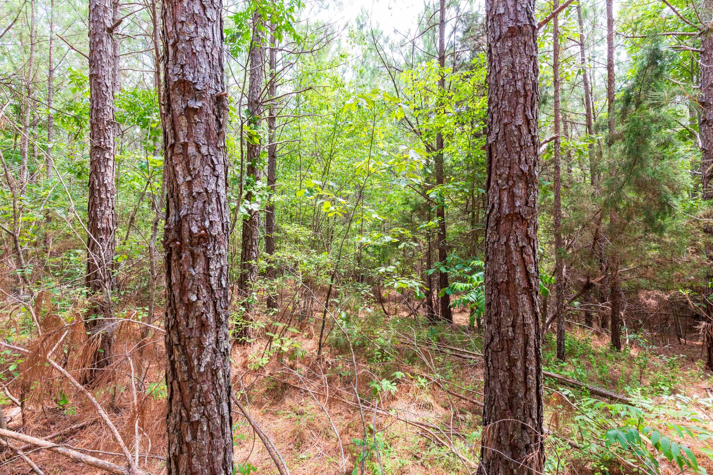 Whiskey Ridge Tract 84 photo 17