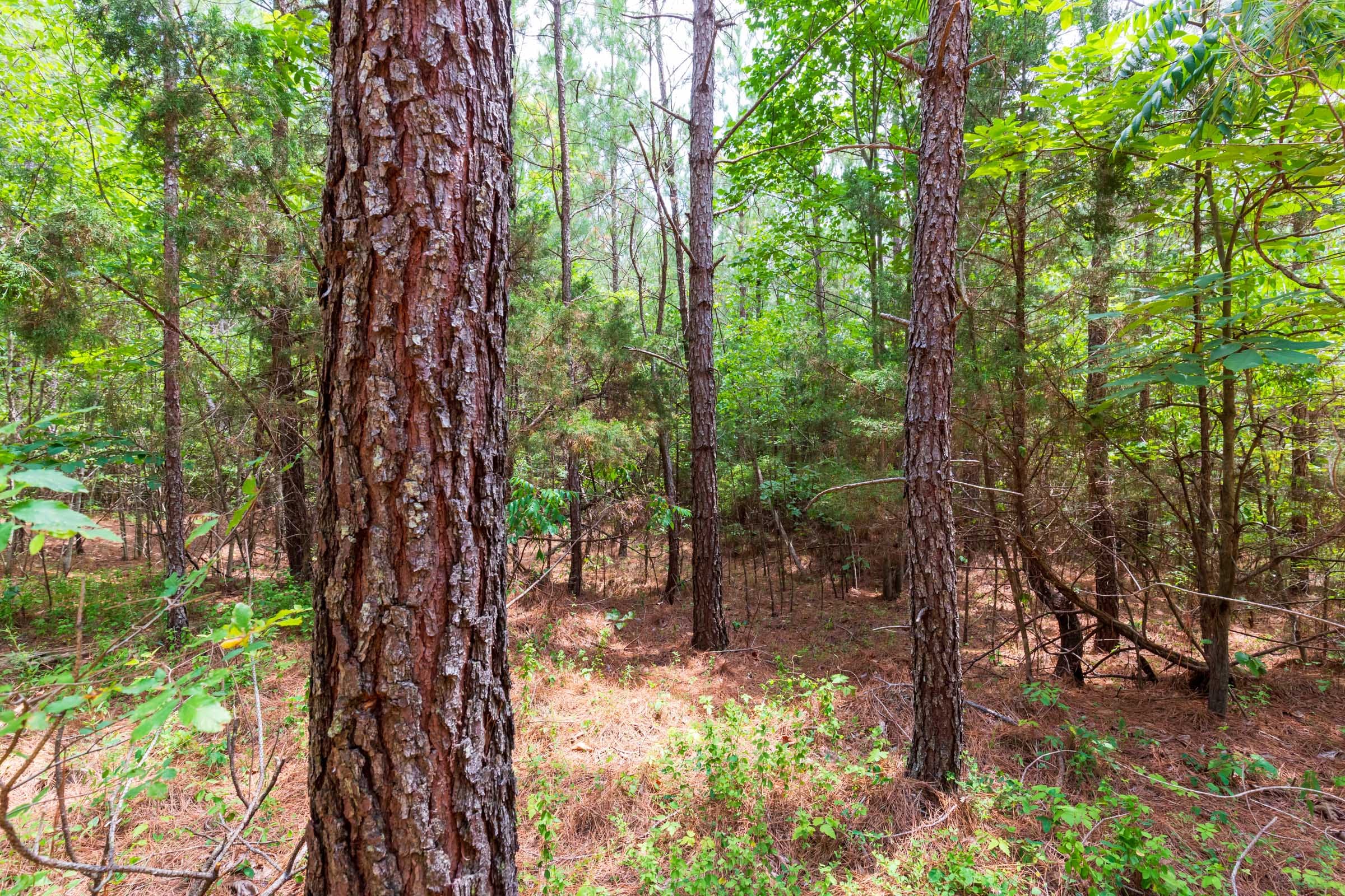 Whiskey Ridge Tract 84 photo 18
