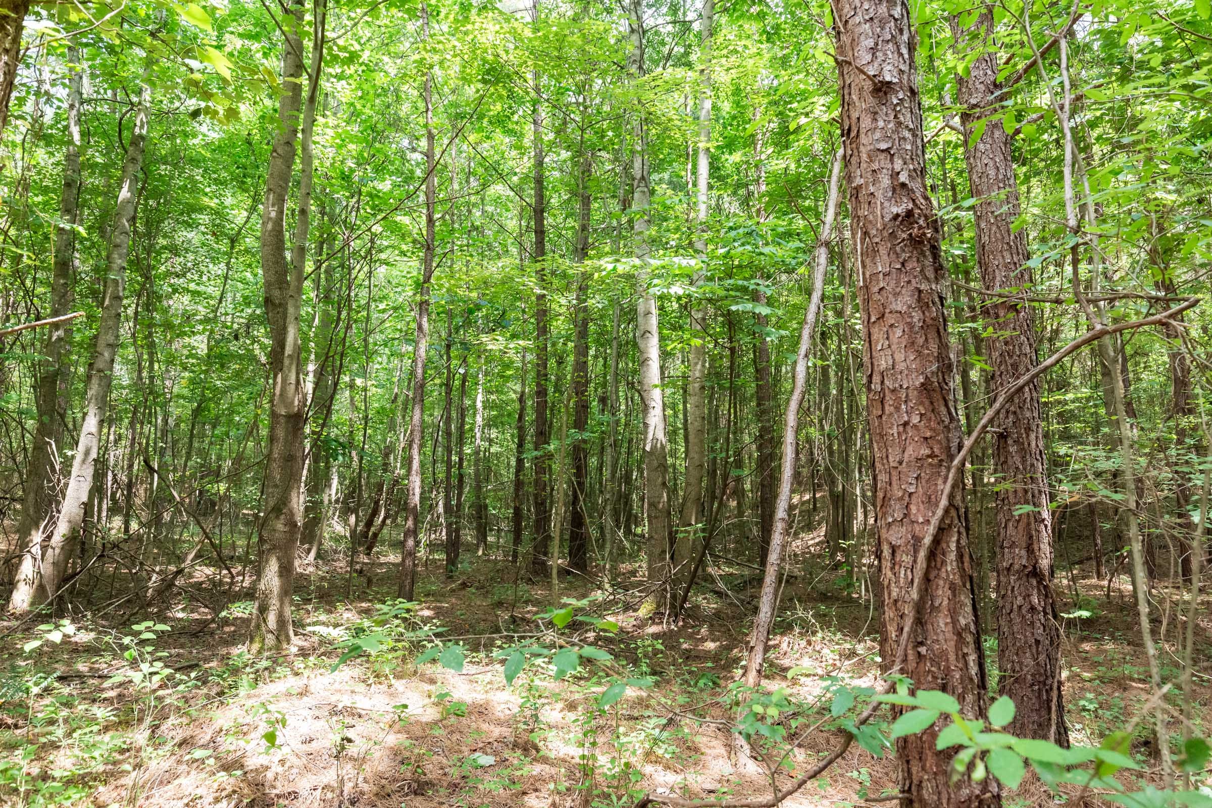Whiskey Ridge Tract 84 photo 23
