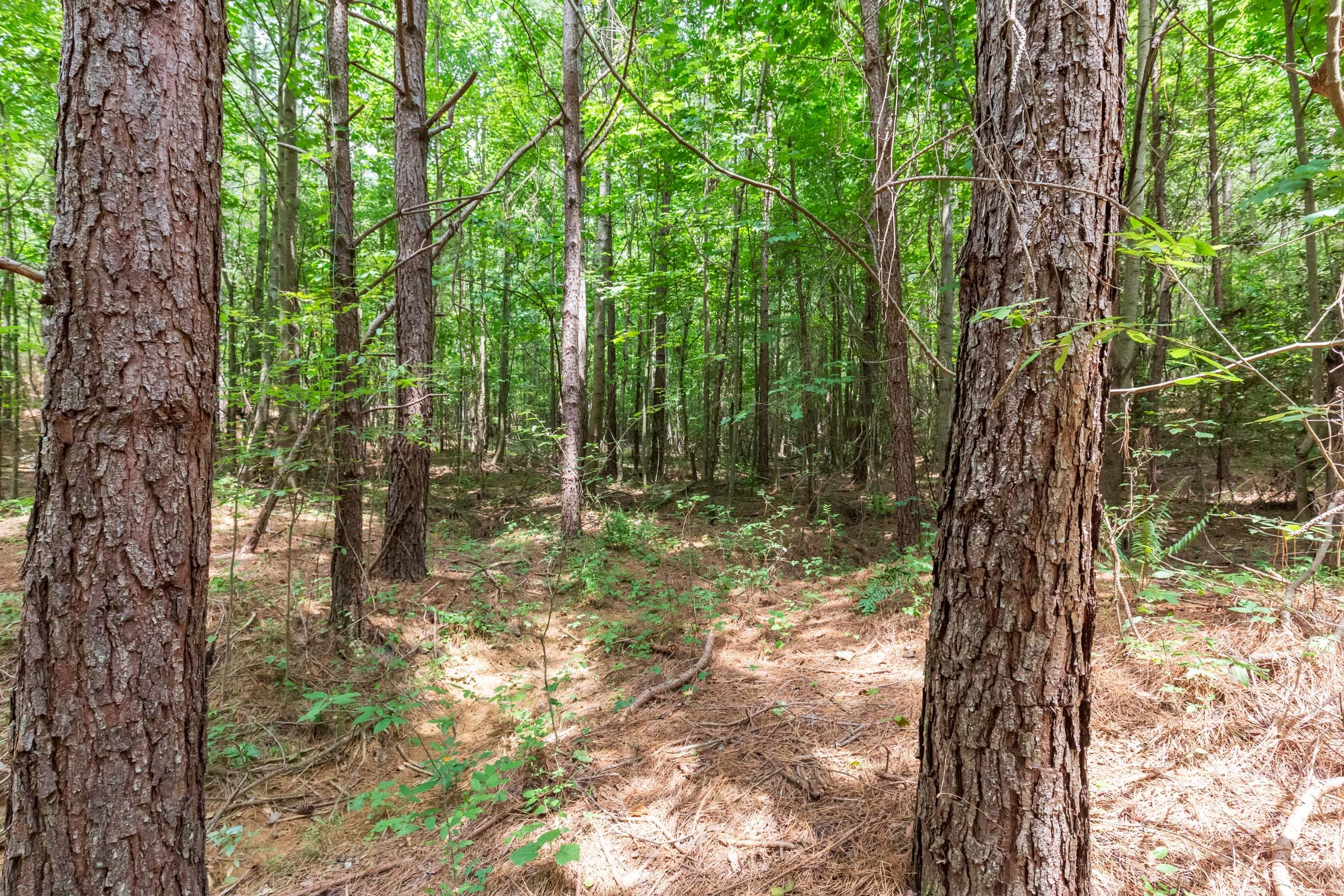 Whiskey Ridge Tract 84 photo 24