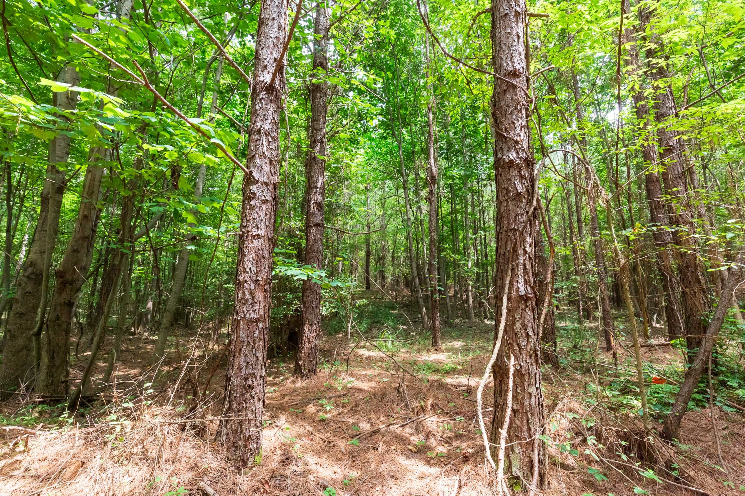 Whiskey Ridge Tract 84 photo 25