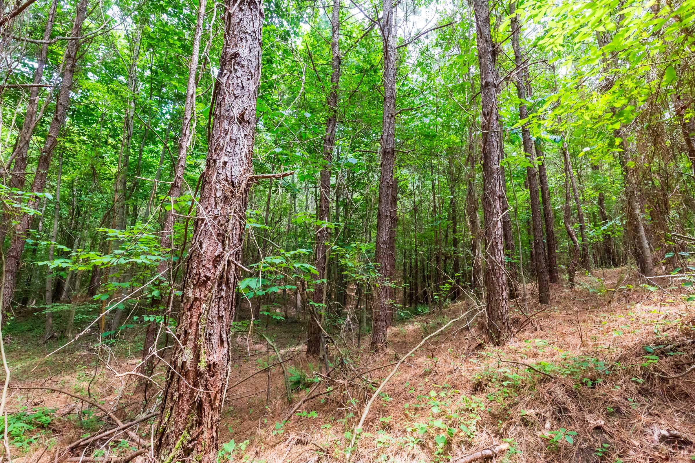 Whiskey Ridge Tract 84 photo 26