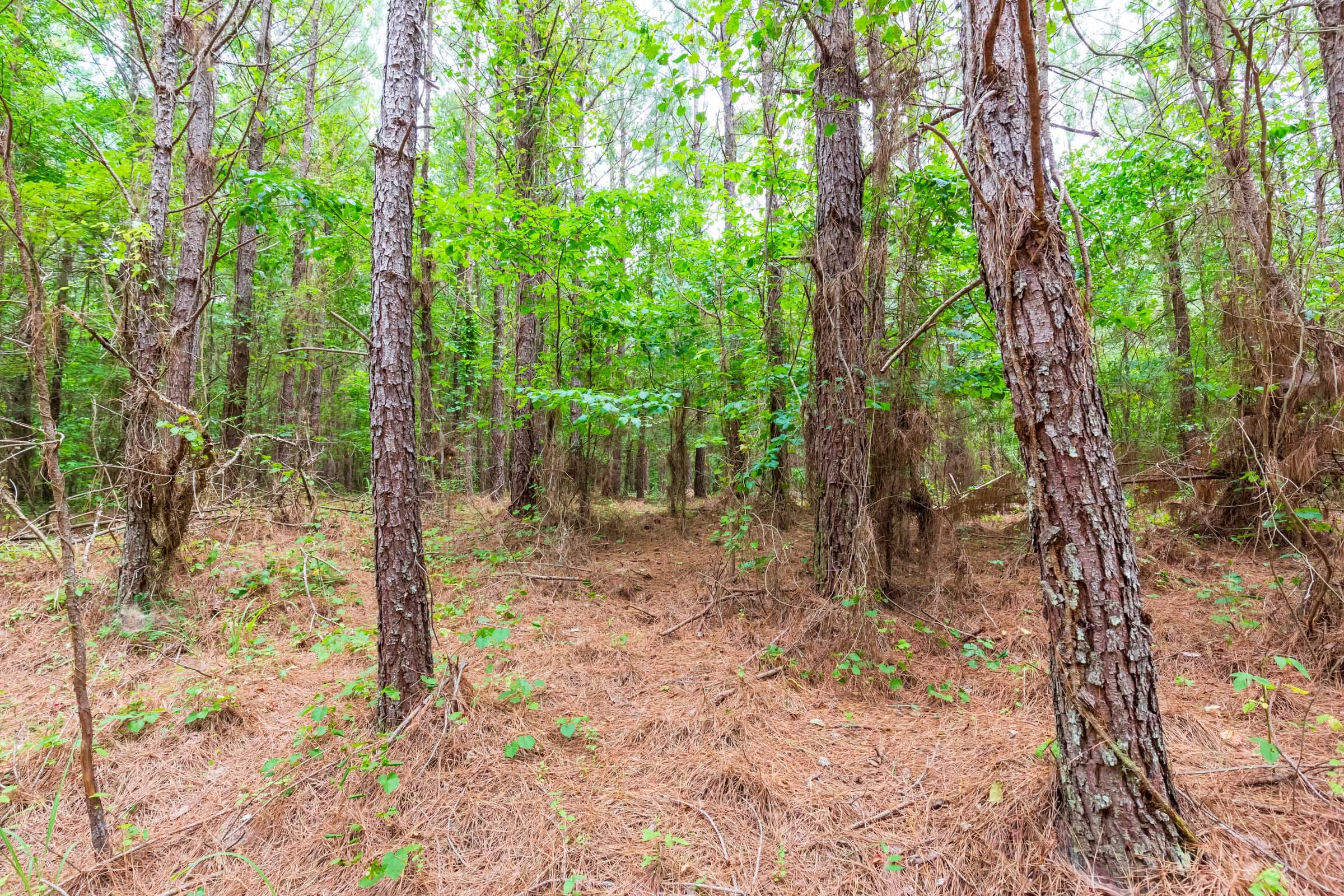 Whiskey Ridge Tract 84 photo 28