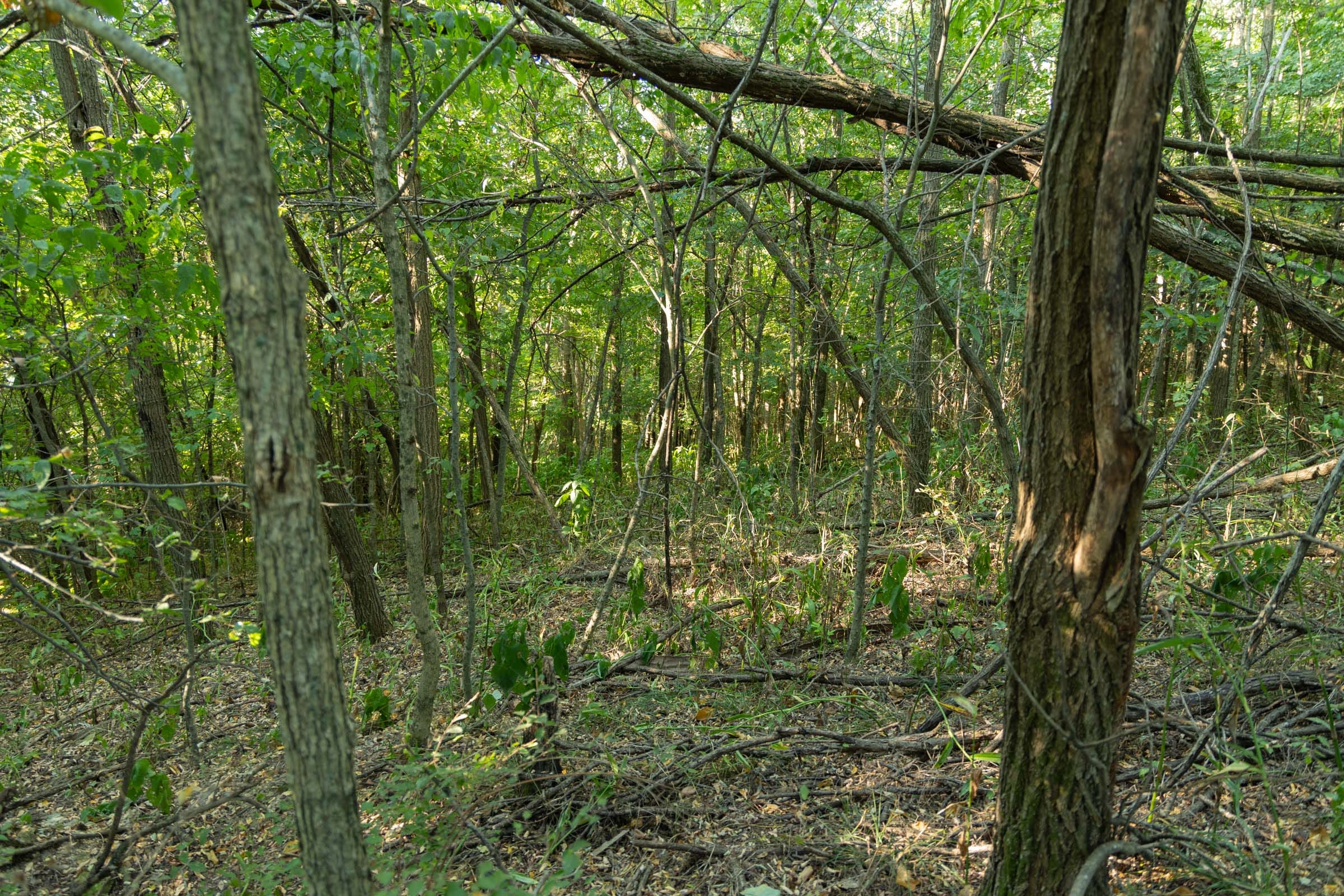 Big White Oak Tract 111 photo 22