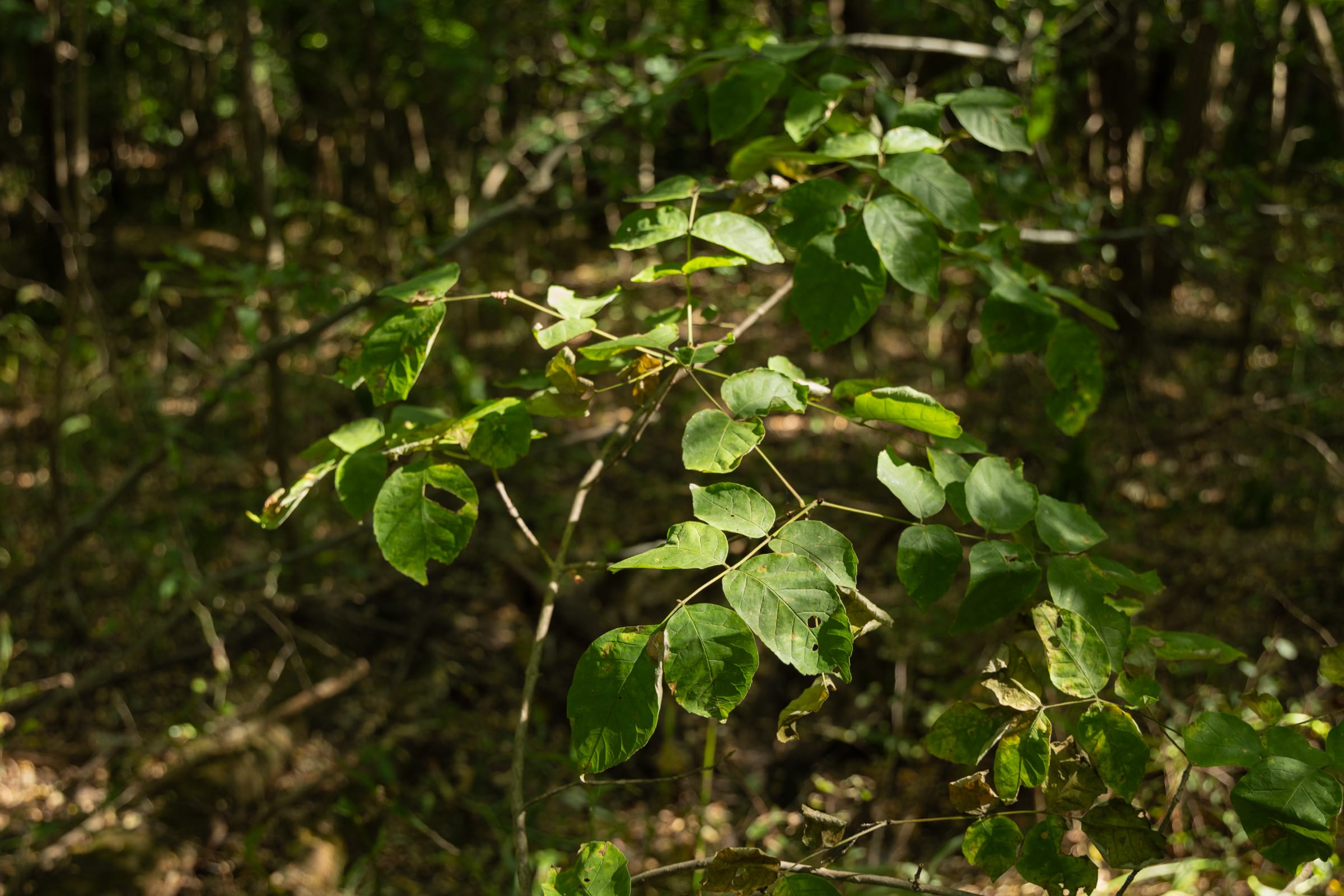 Big White Oak Tract 111 photo 21