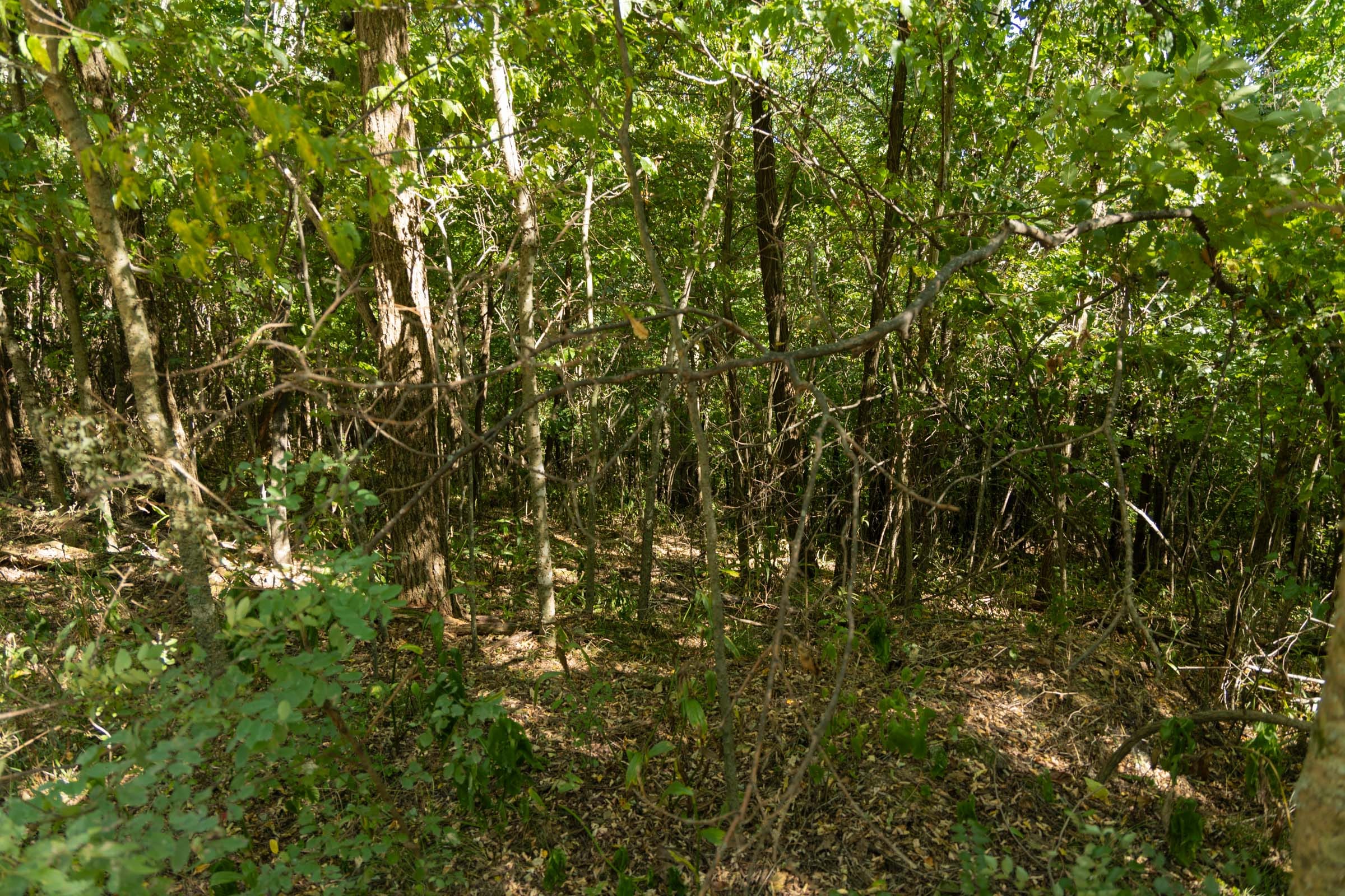 Big White Oak Tract 111 photo 20