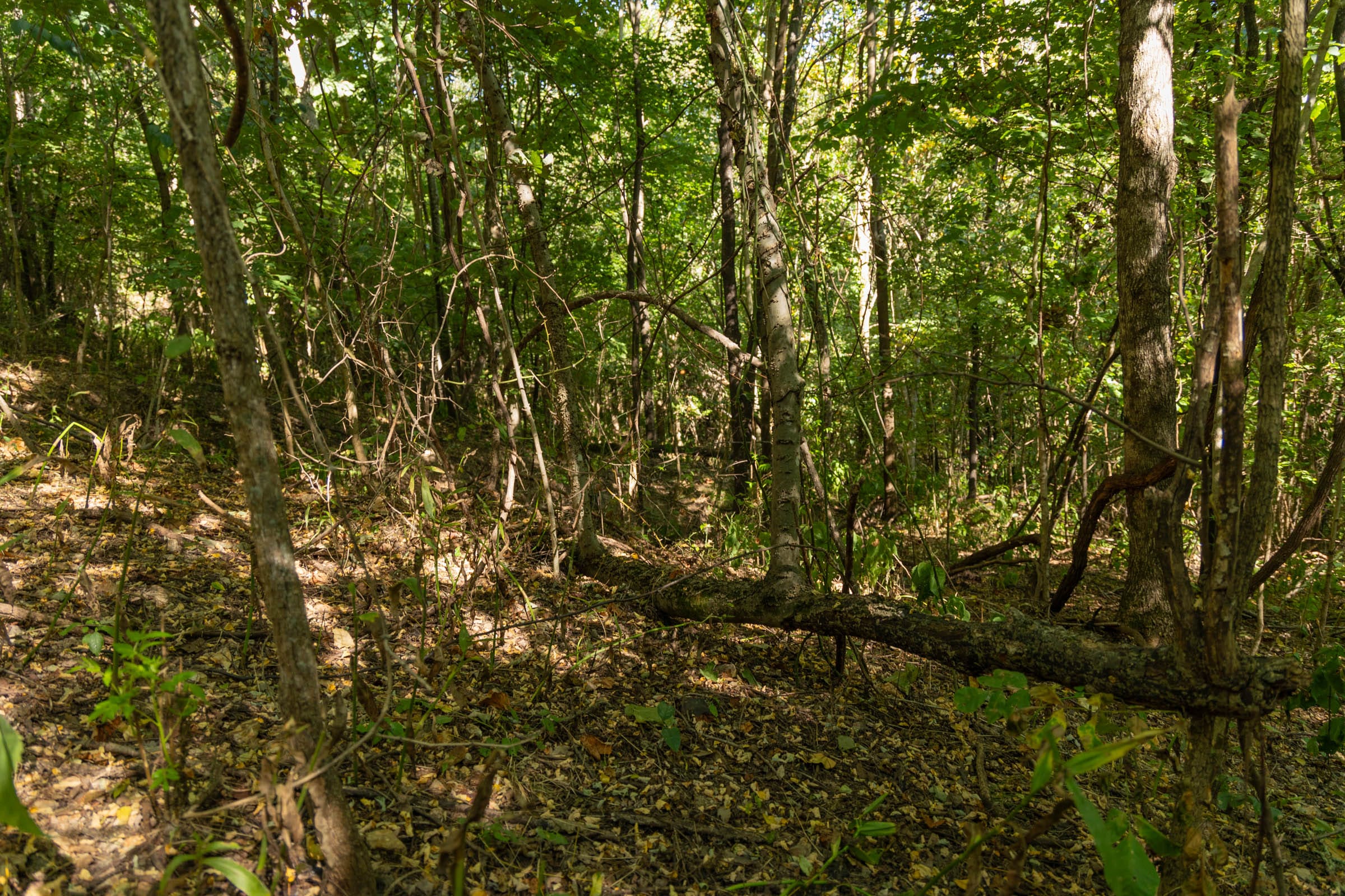 Big White Oak Tract 111 photo 18