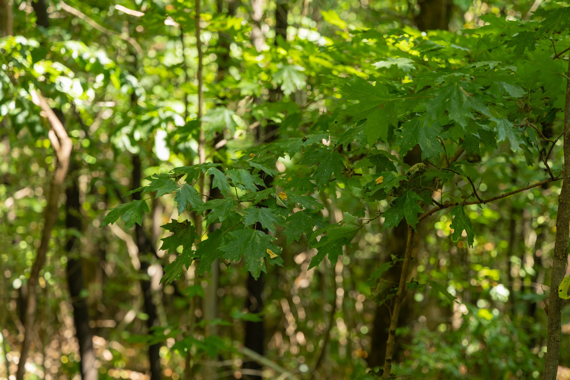 Big White Oak Tract 111 photo 17