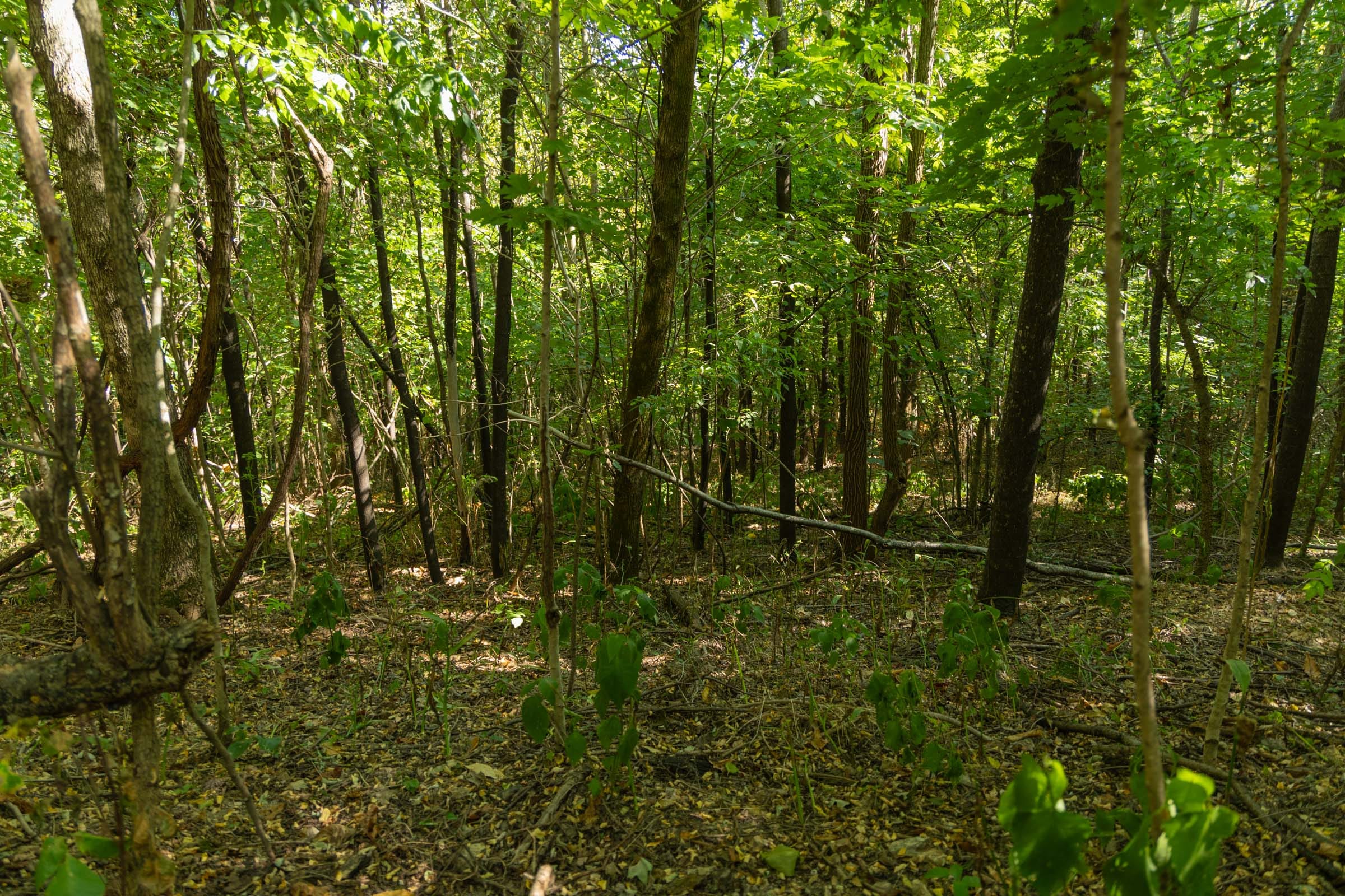 Big White Oak Tract 111 photo 16