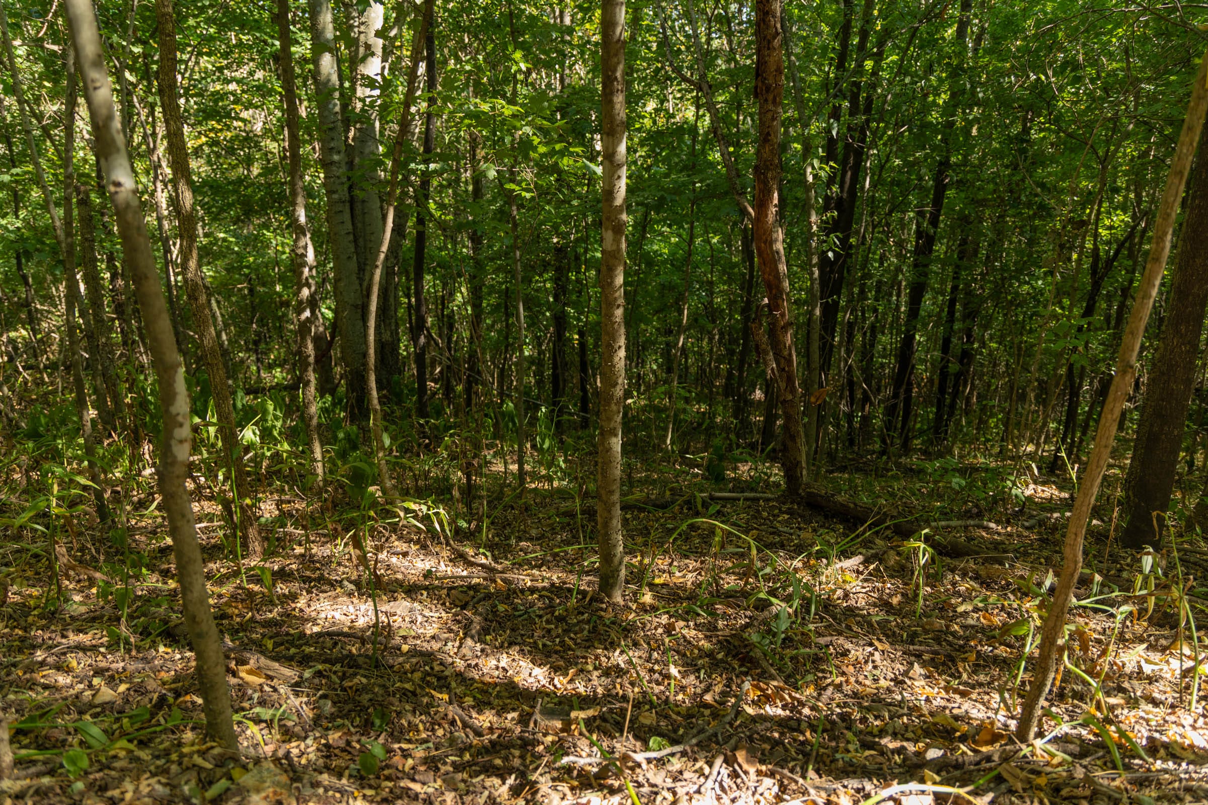Big White Oak Tract 111 photo 15