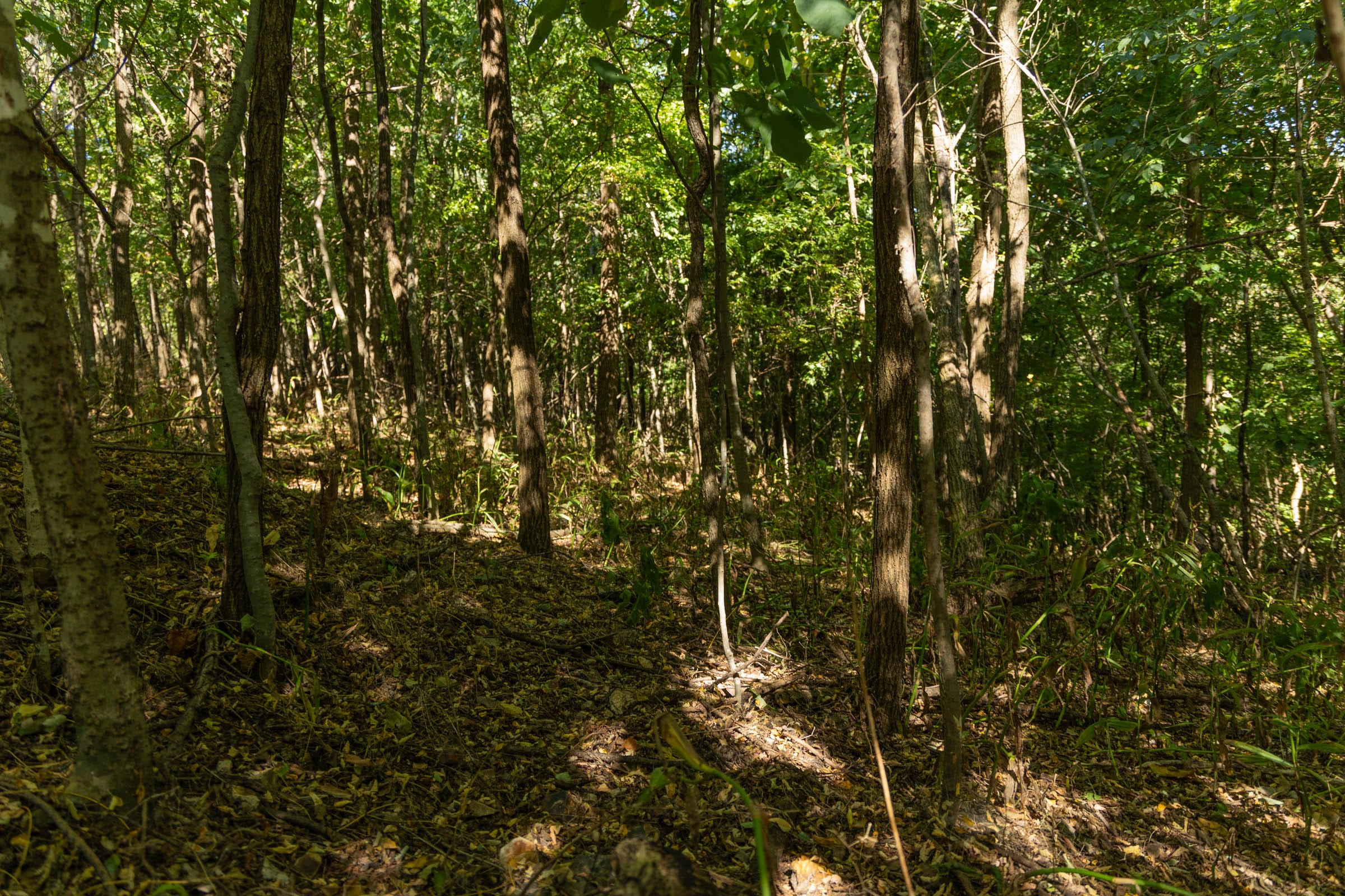 Big White Oak Tract 111 photo 14