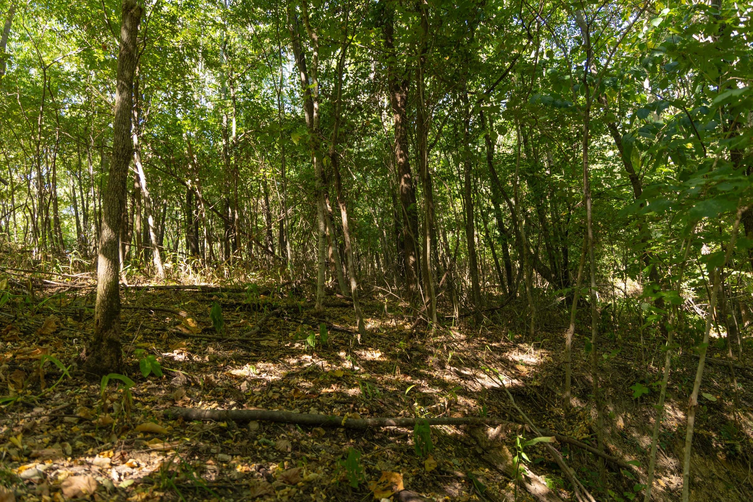 Big White Oak Tract 111 photo 13
