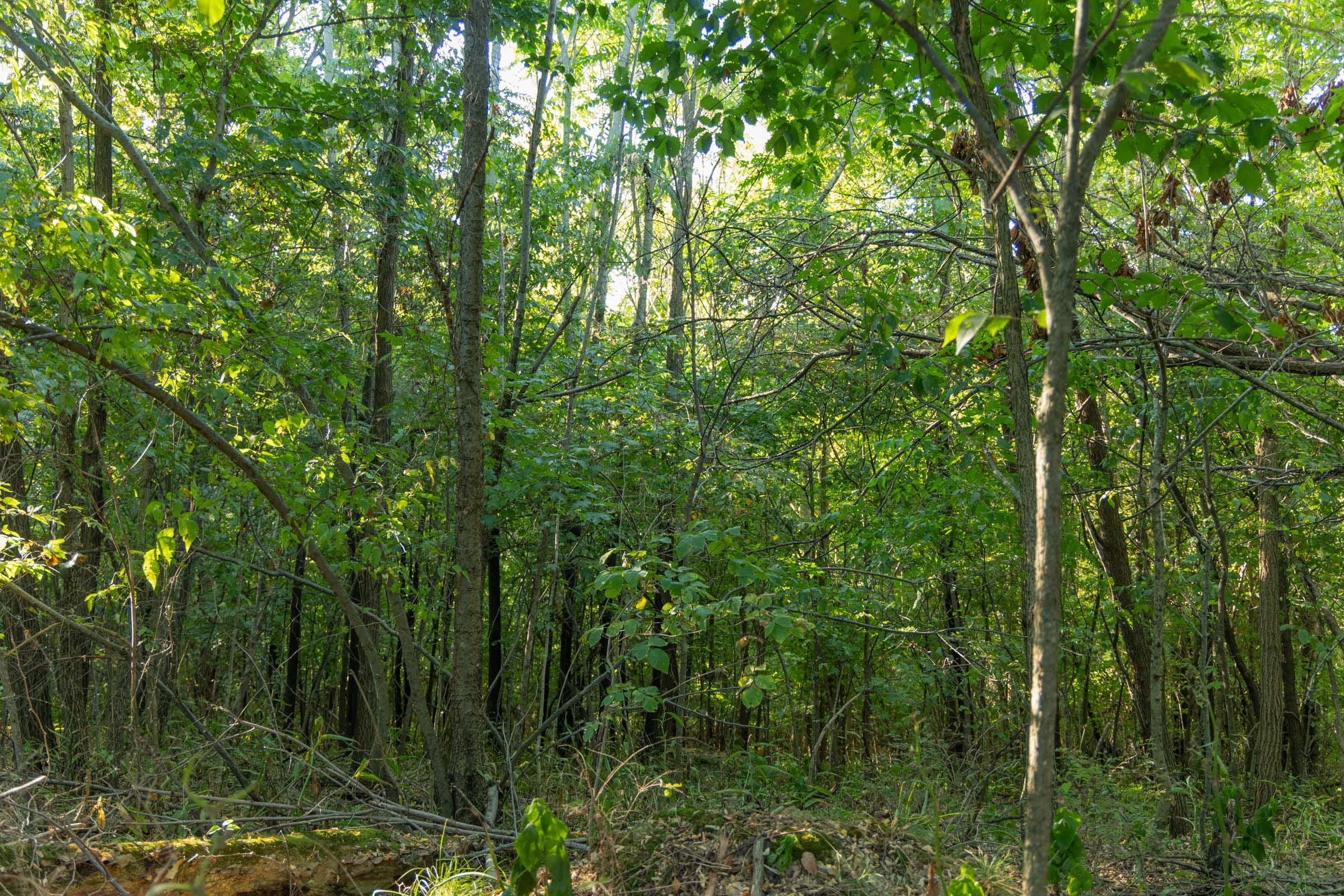 Big White Oak Tract 111 photo 12
