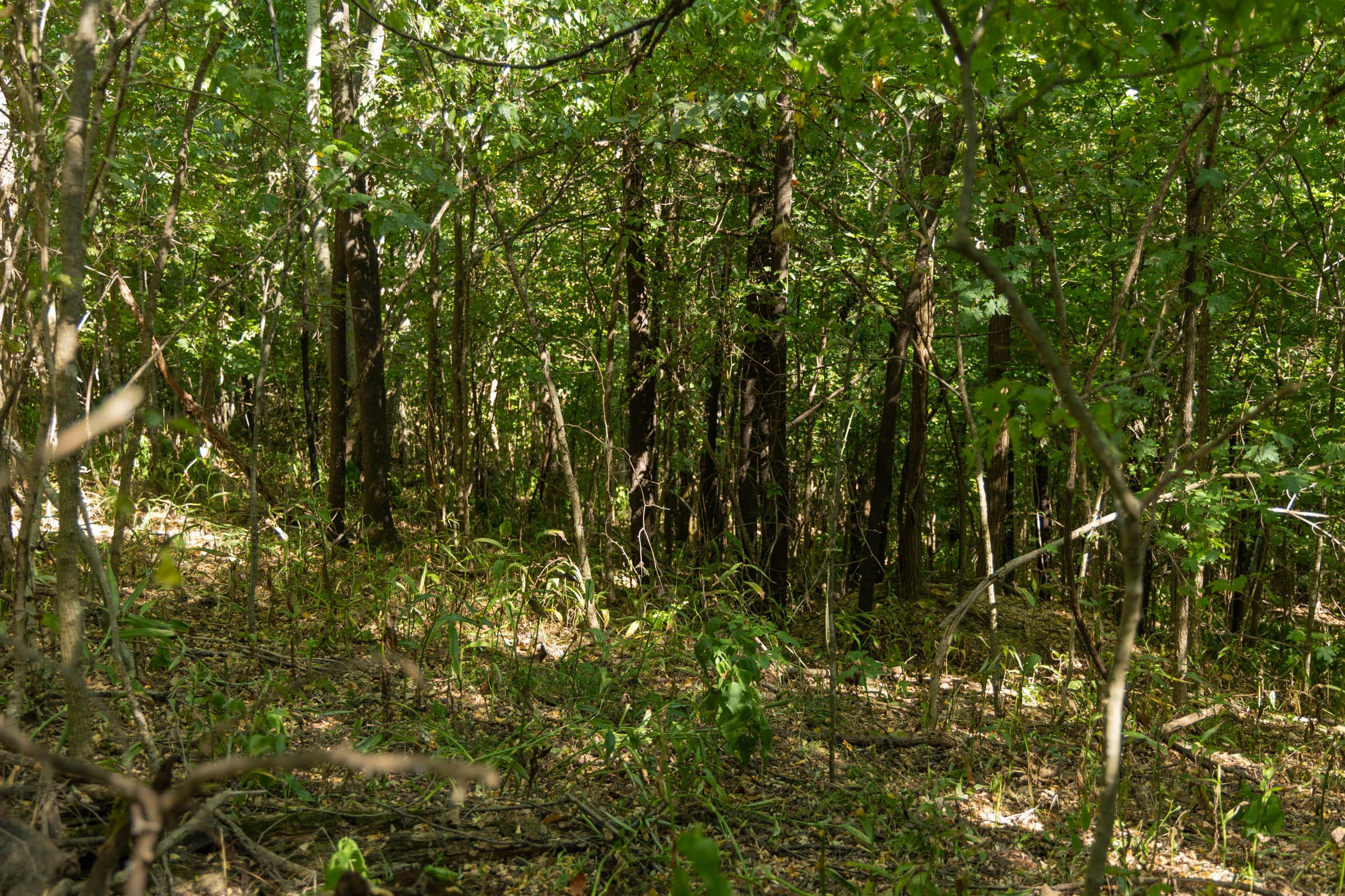 Big White Oak Tract 111 photo 11