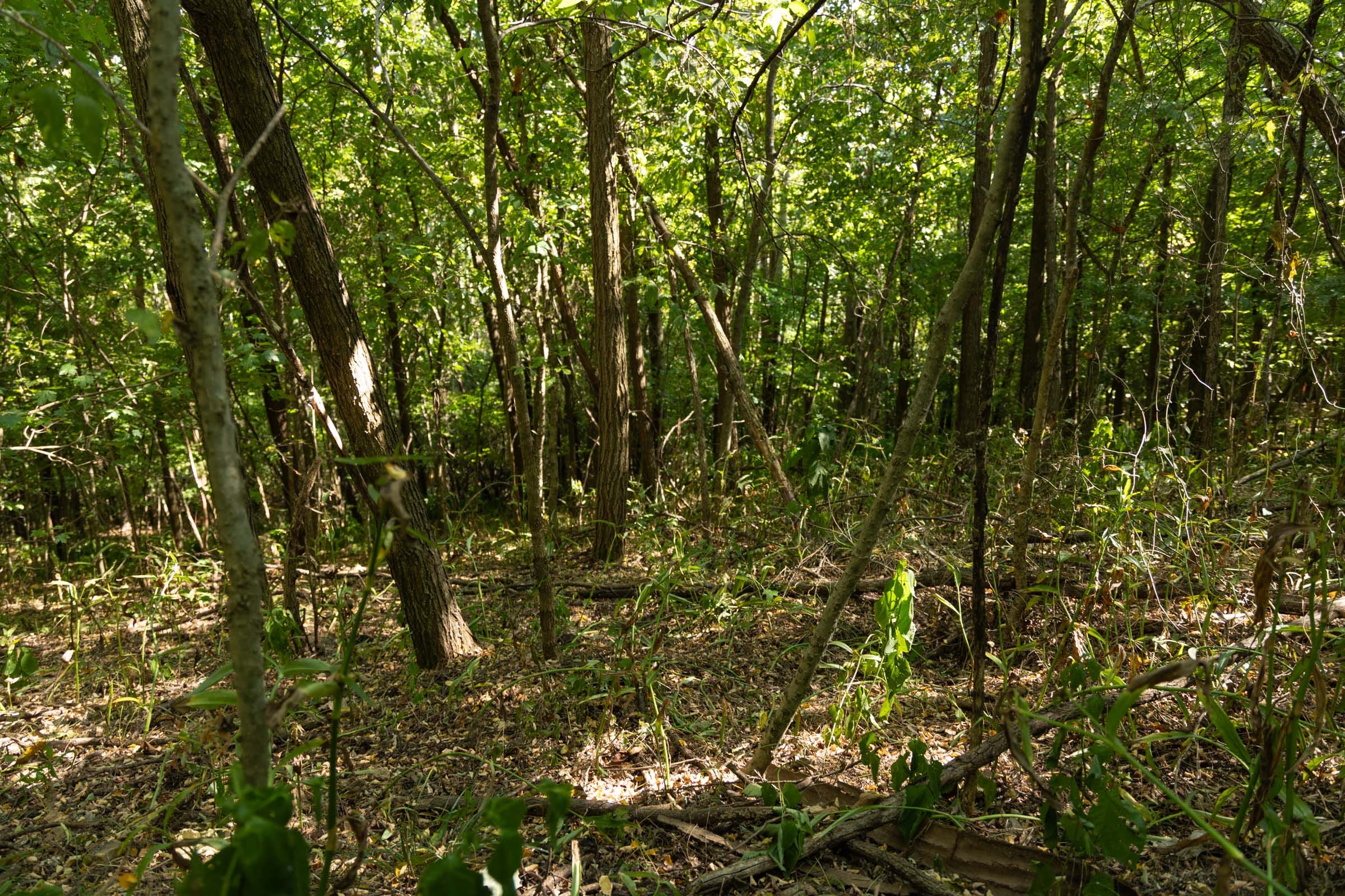 Big White Oak Tract 111 photo 10