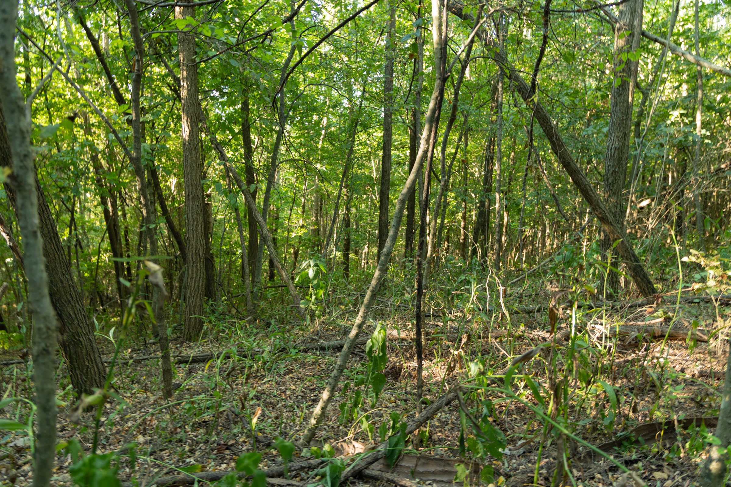 Big White Oak Tract 111 photo 9