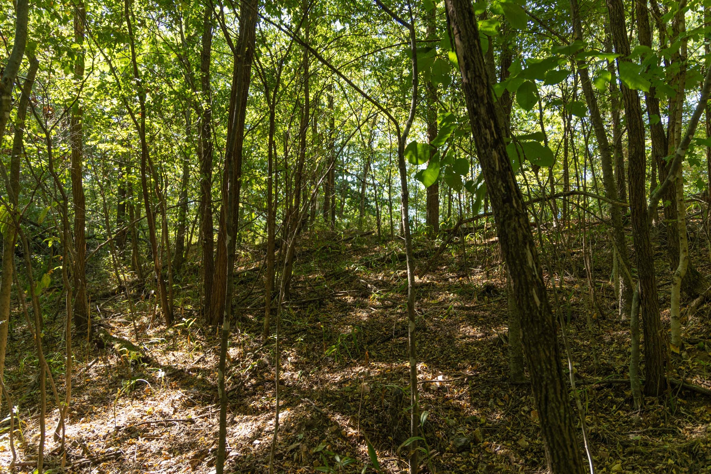 Big White Oak Tract 111 photo 8