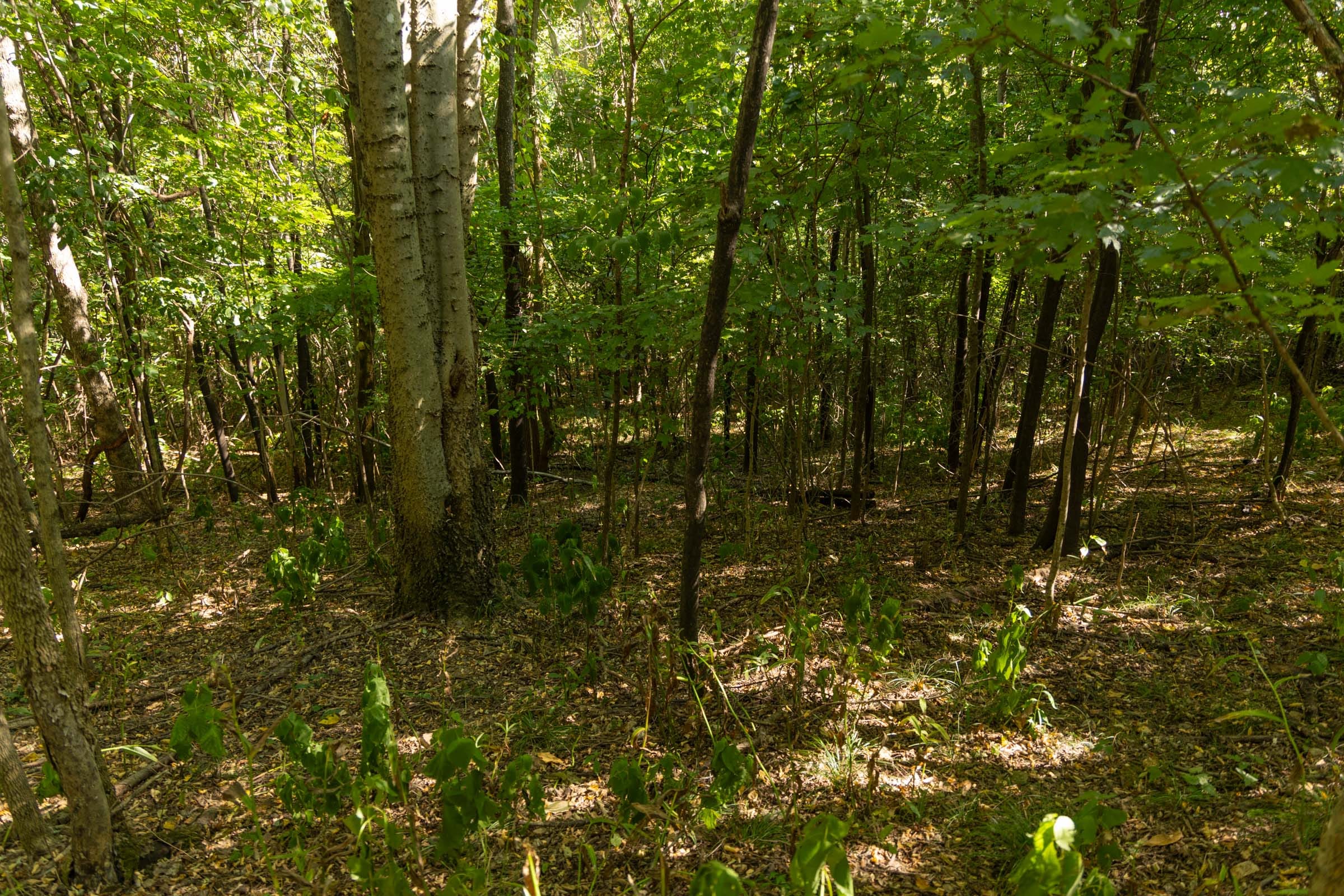 Big White Oak Tract 111 photo 7