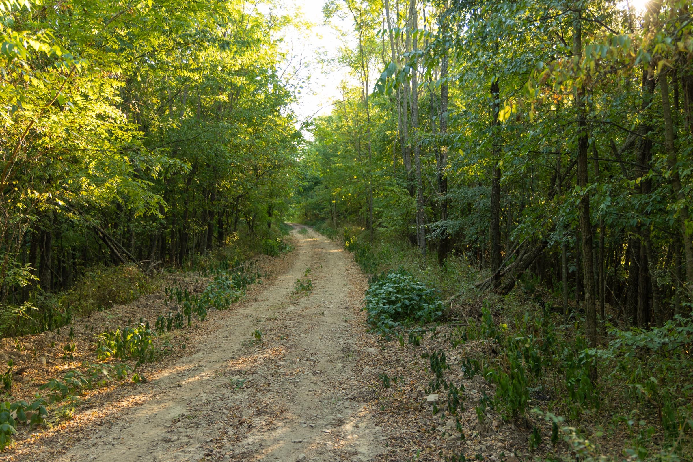 Big White Oak Tract 111 photo 1