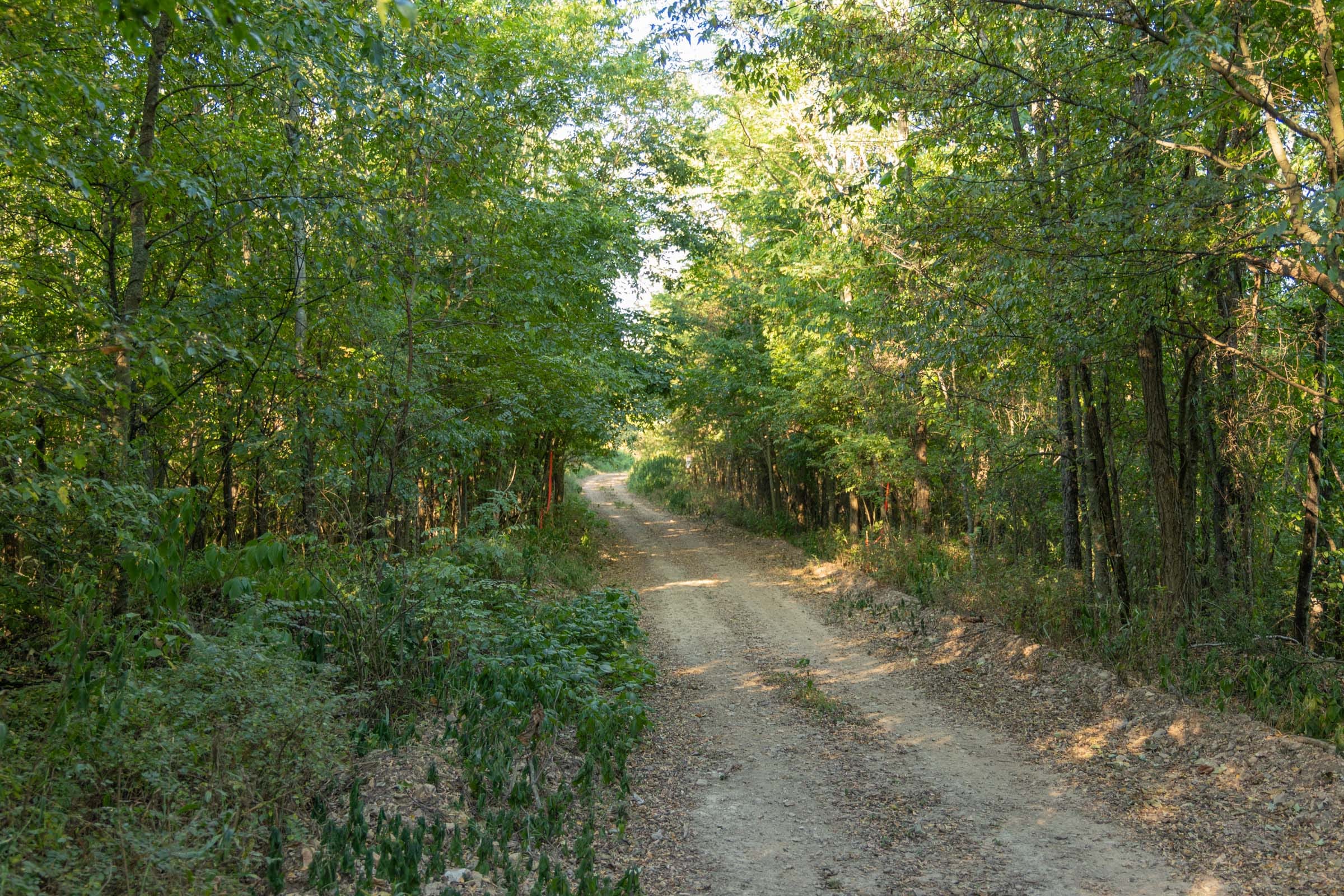 Big White Oak Tract 111 photo 6