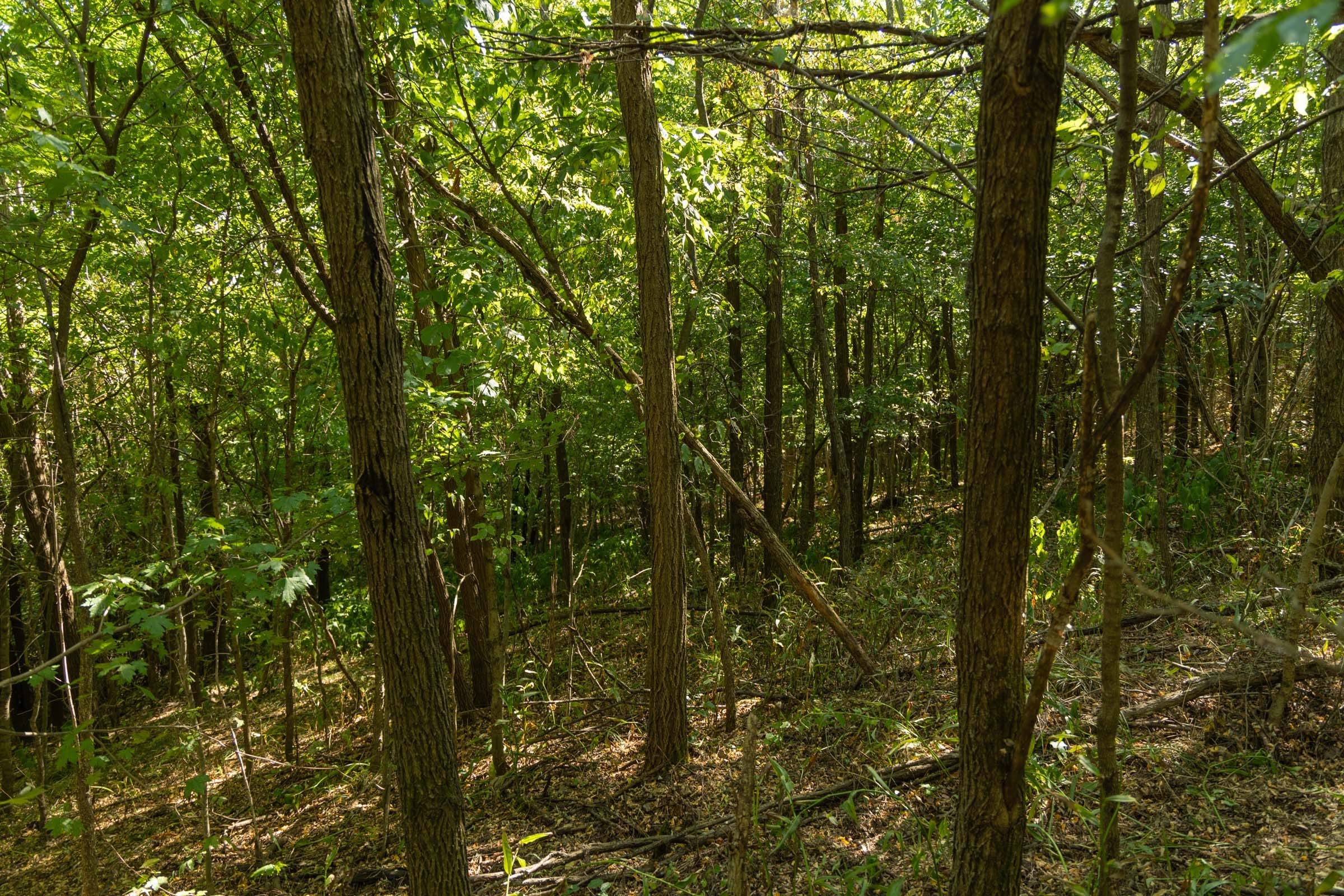 Big White Oak Tract 111 photo 5