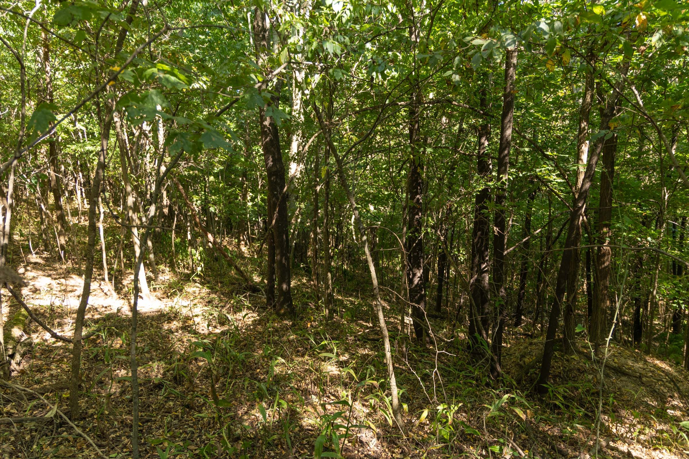 Big White Oak Tract 111 photo 4