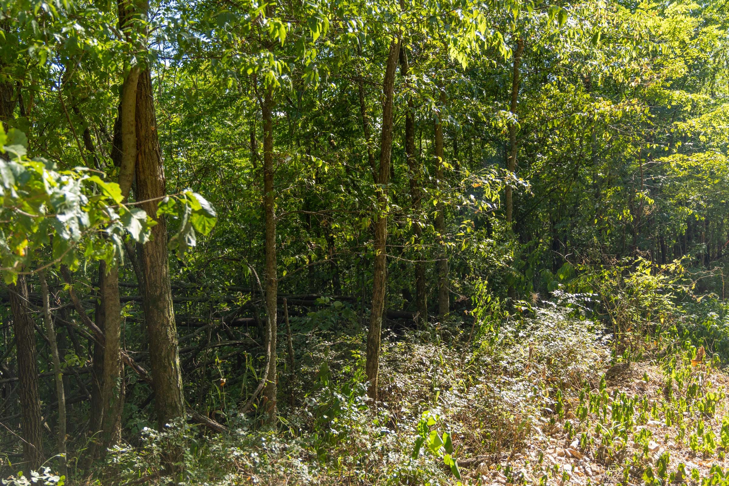 Big White Oak Tract 111 photo 2