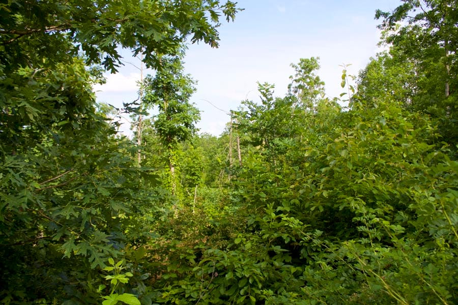 Thunder Mountain Ranch Tract 9 photo 6