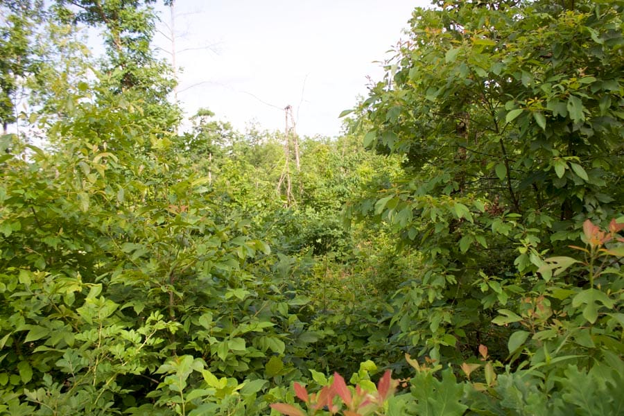 Thunder Mountain Ranch Tract 9 photo 8