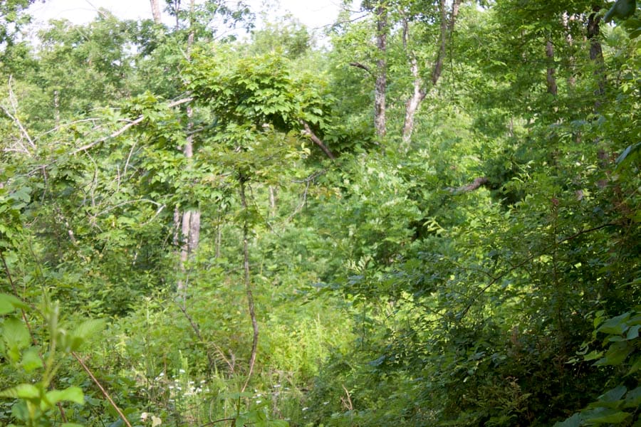 Thunder Mountain Ranch Tract 9 photo 15