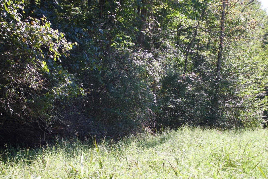 Heritage Hollow Tract 31 photo 5