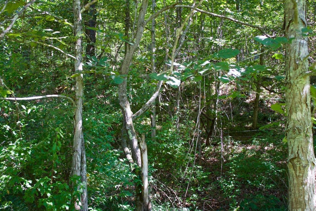 Heritage Hollow Tract 31 photo 6