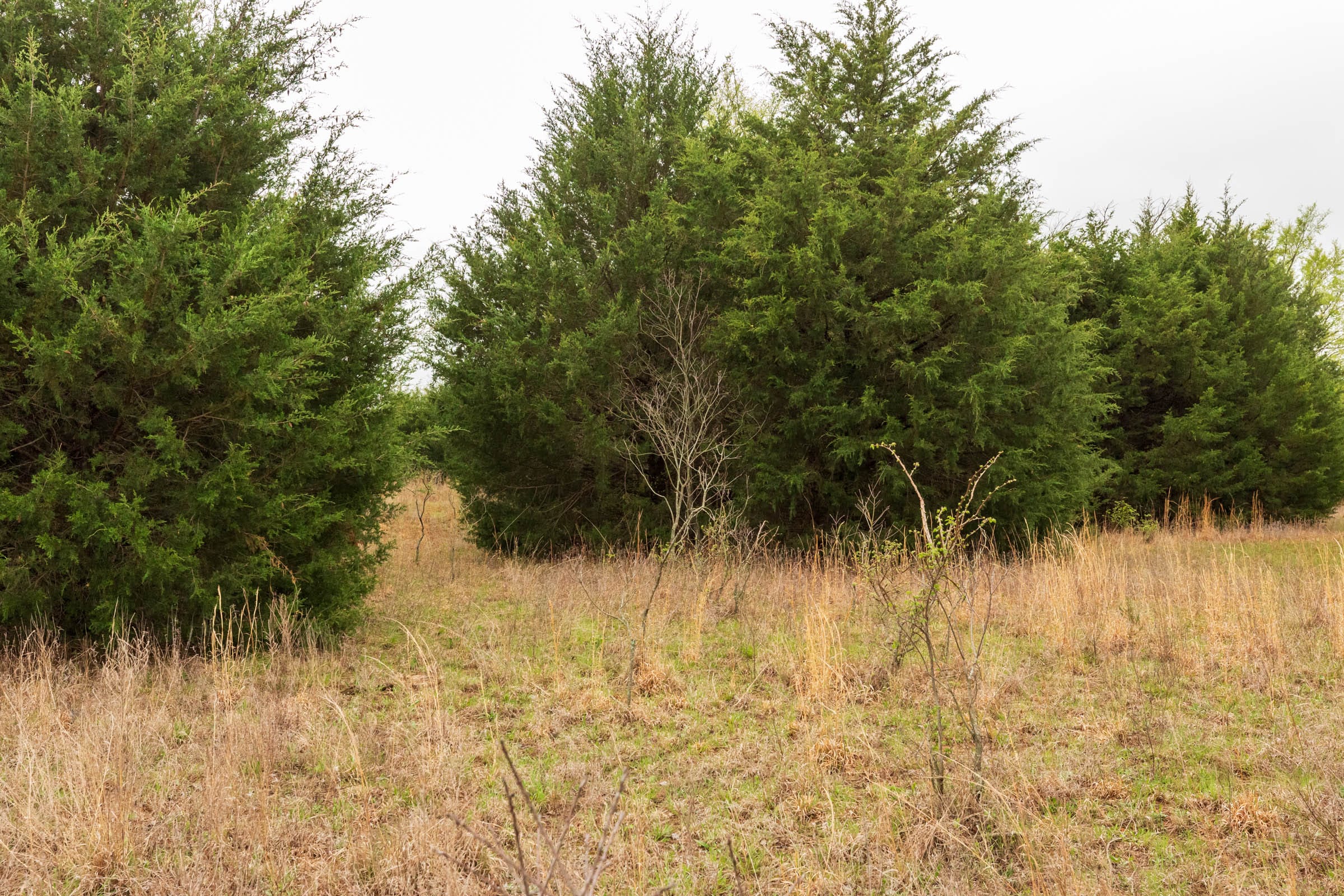 Moonrise Meadows Tract 2 photo 6