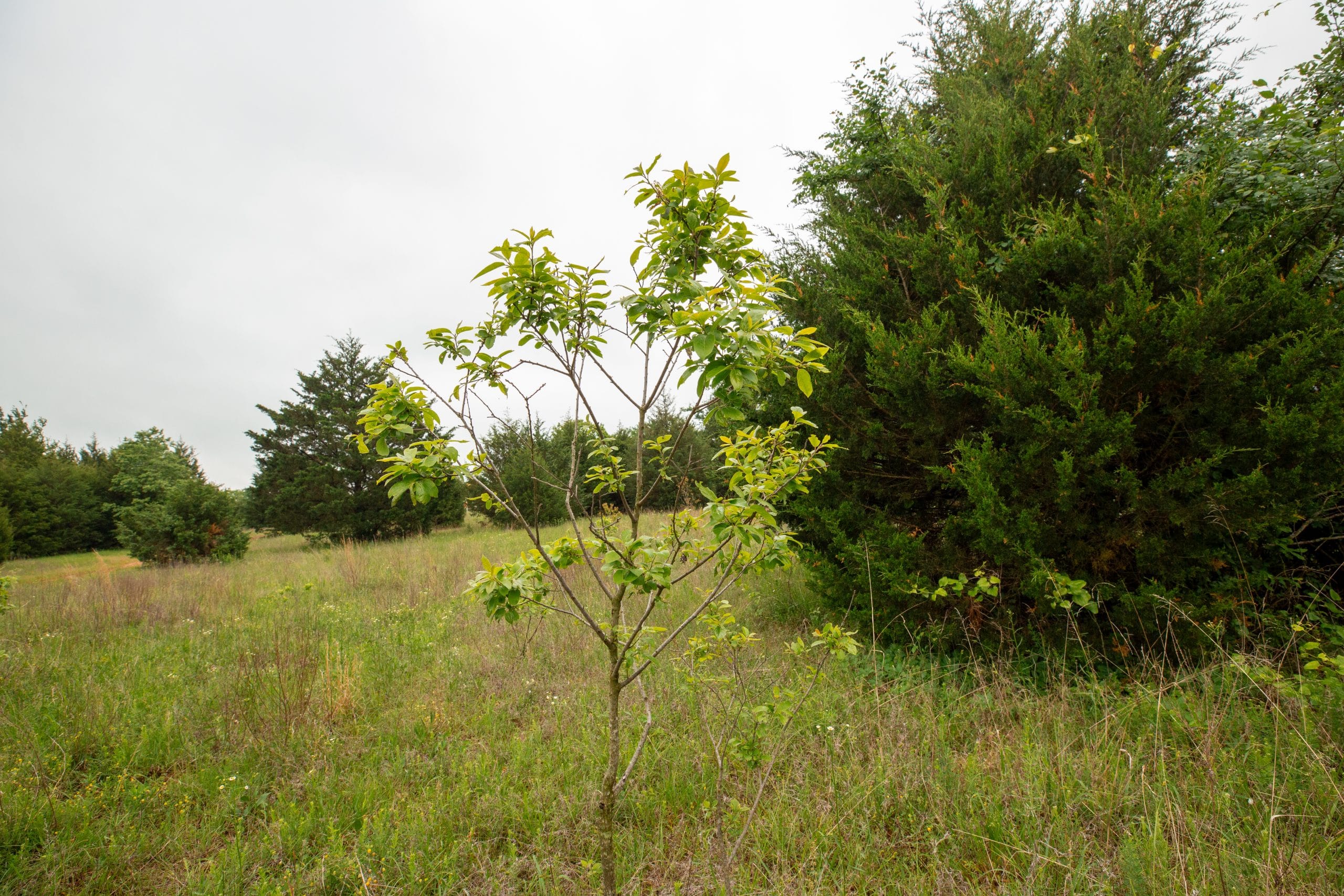 Moonrise Meadows Tract 2 photo 2